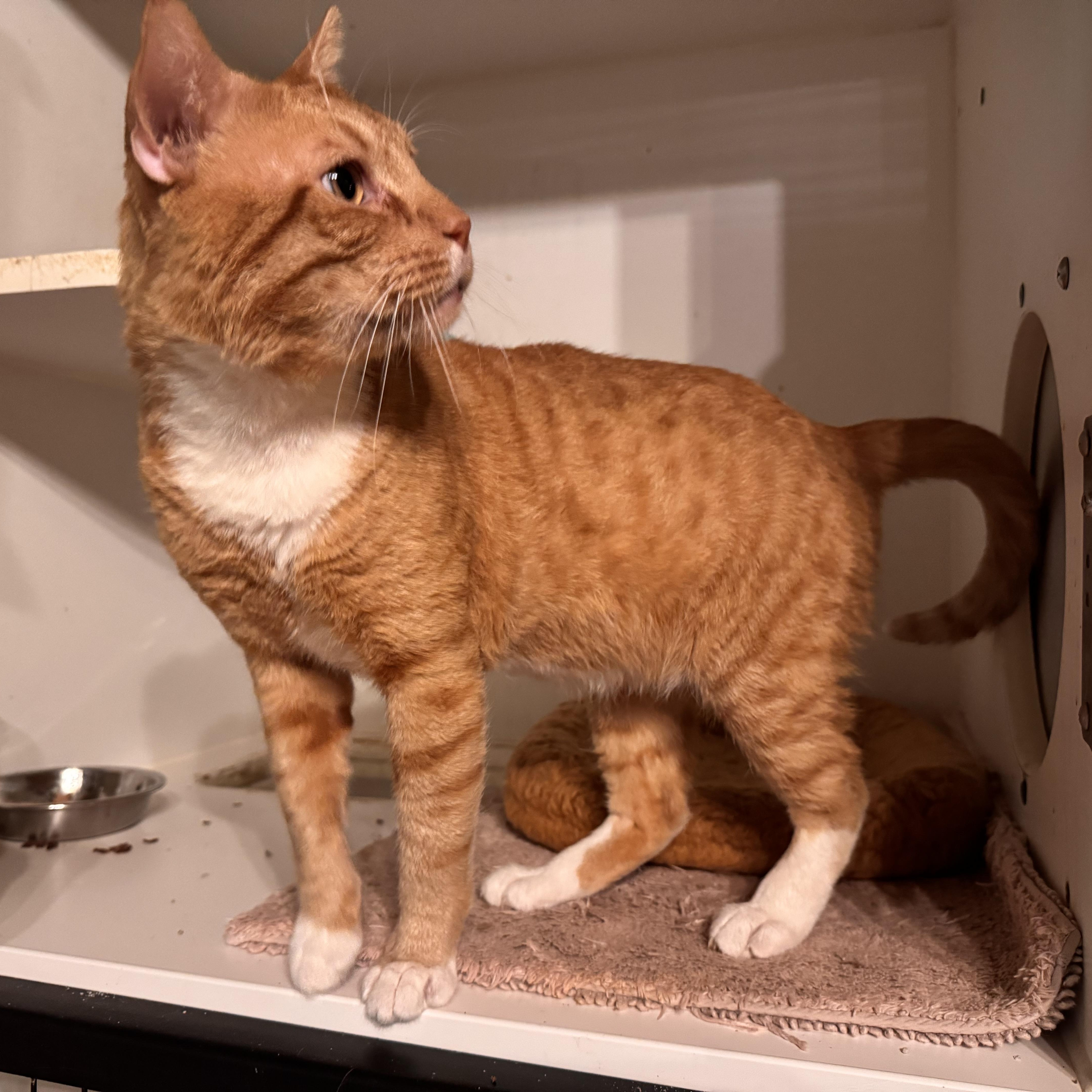 Cosmo, a Adoptable Domestic Short Hair in MABLETON, GA image 3/5