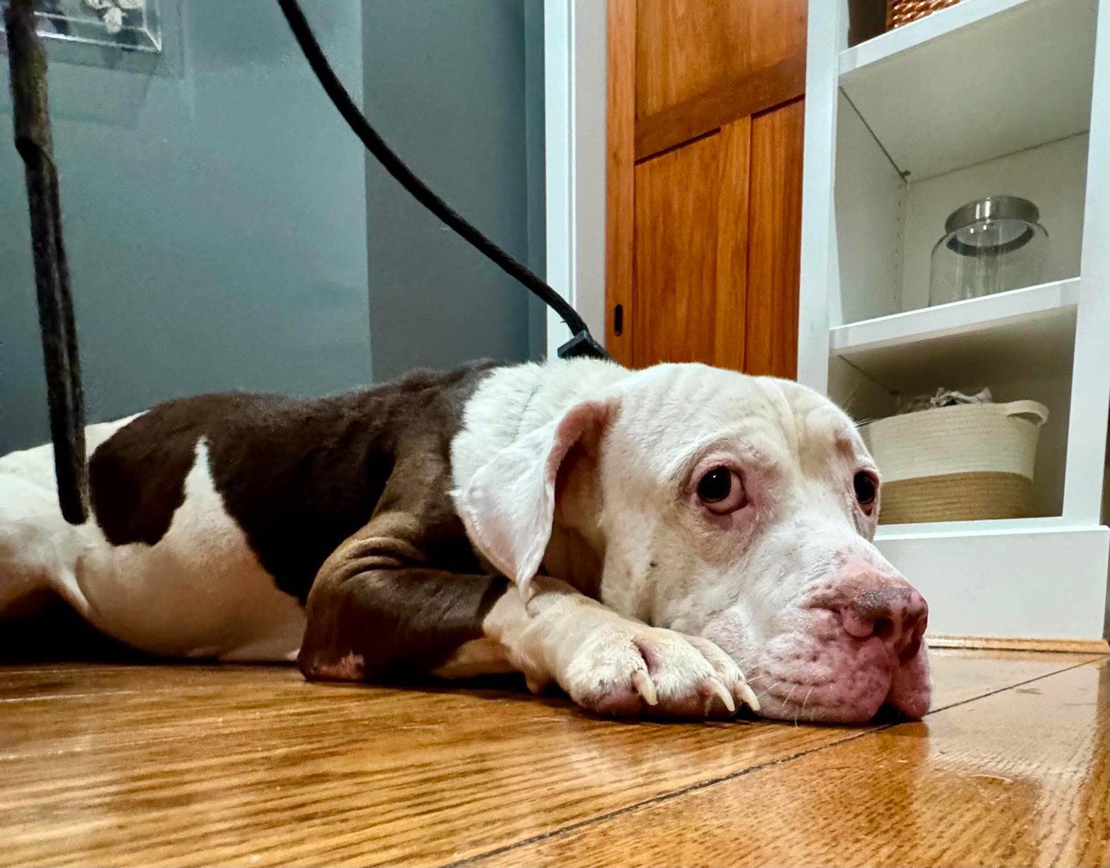 Enlarge Colonel, a Adoptable Basset Hound in Germantown, OH image 1/3