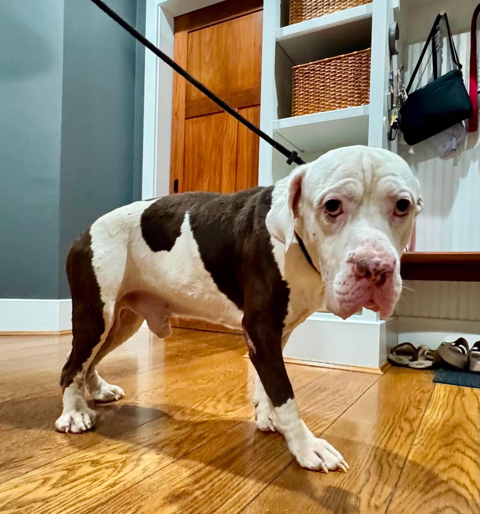 Enlarge Colonel, a Adoptable Basset Hound in Germantown, OH image 2/3