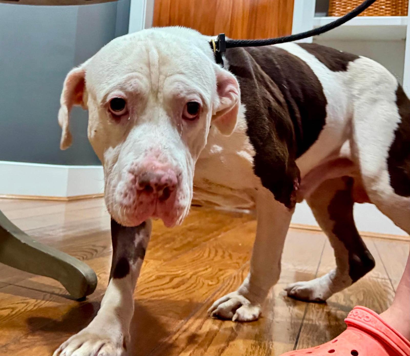 Enlarge Colonel, a Adoptable Basset Hound in Germantown, OH image 3/3