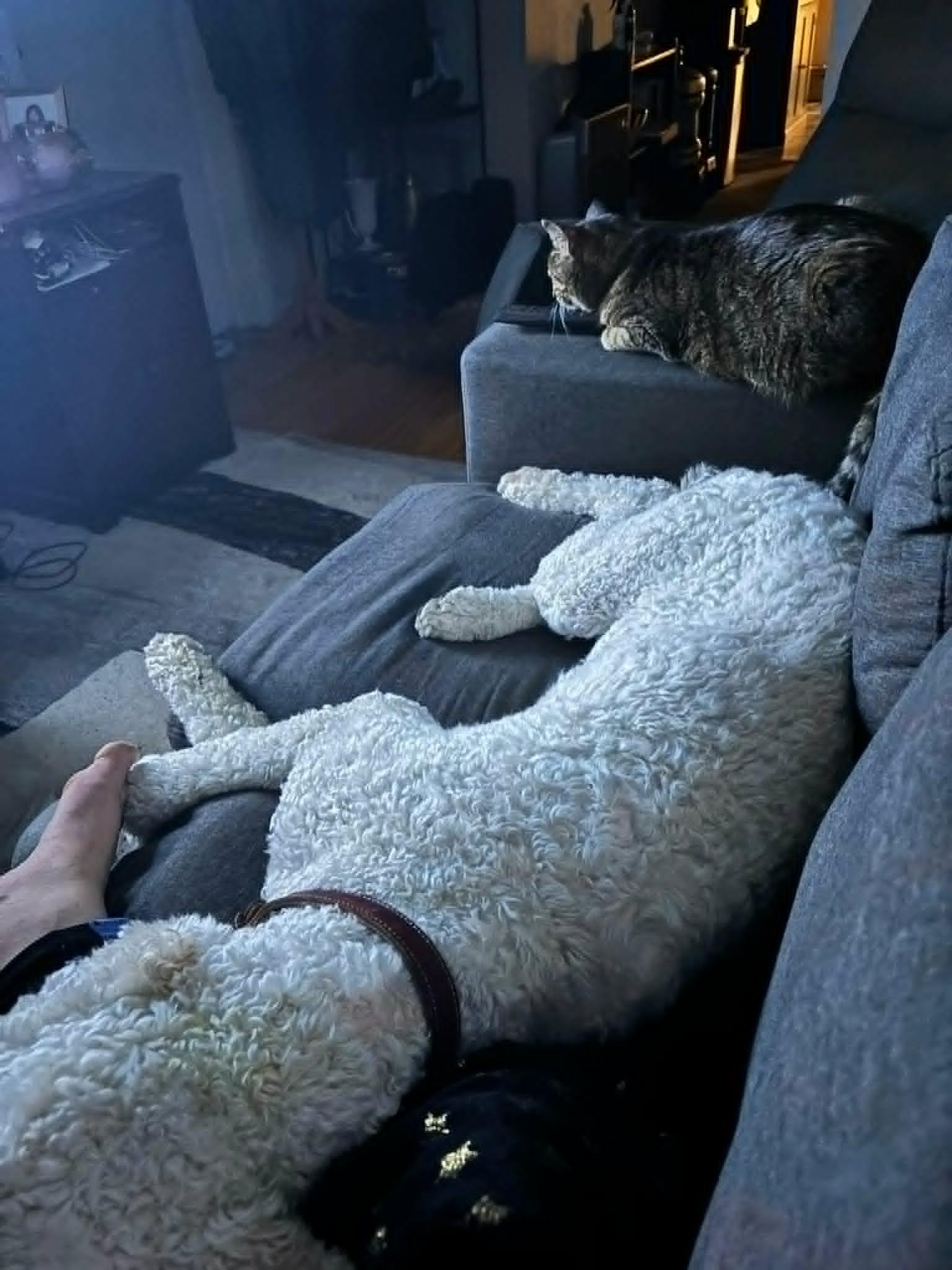 Enlarge Gucci, a ADOPTABLE Standard Poodle in Pointe-Claire, QC image 4/4