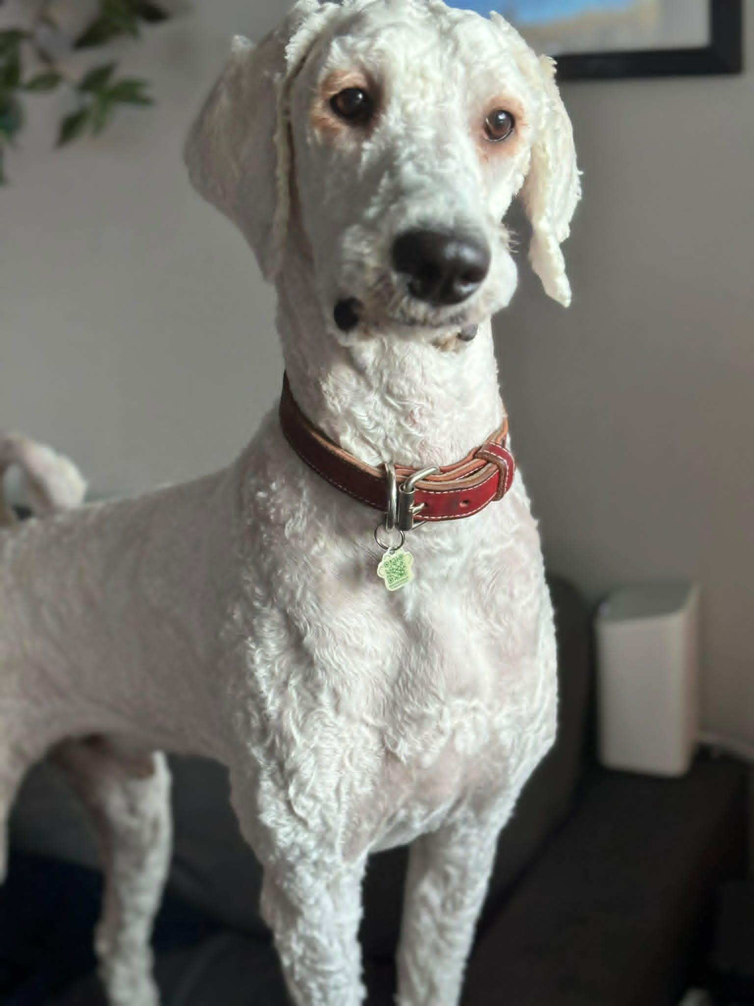 Gucci, ADOPTABLE, Adult Male Standard Poodle.