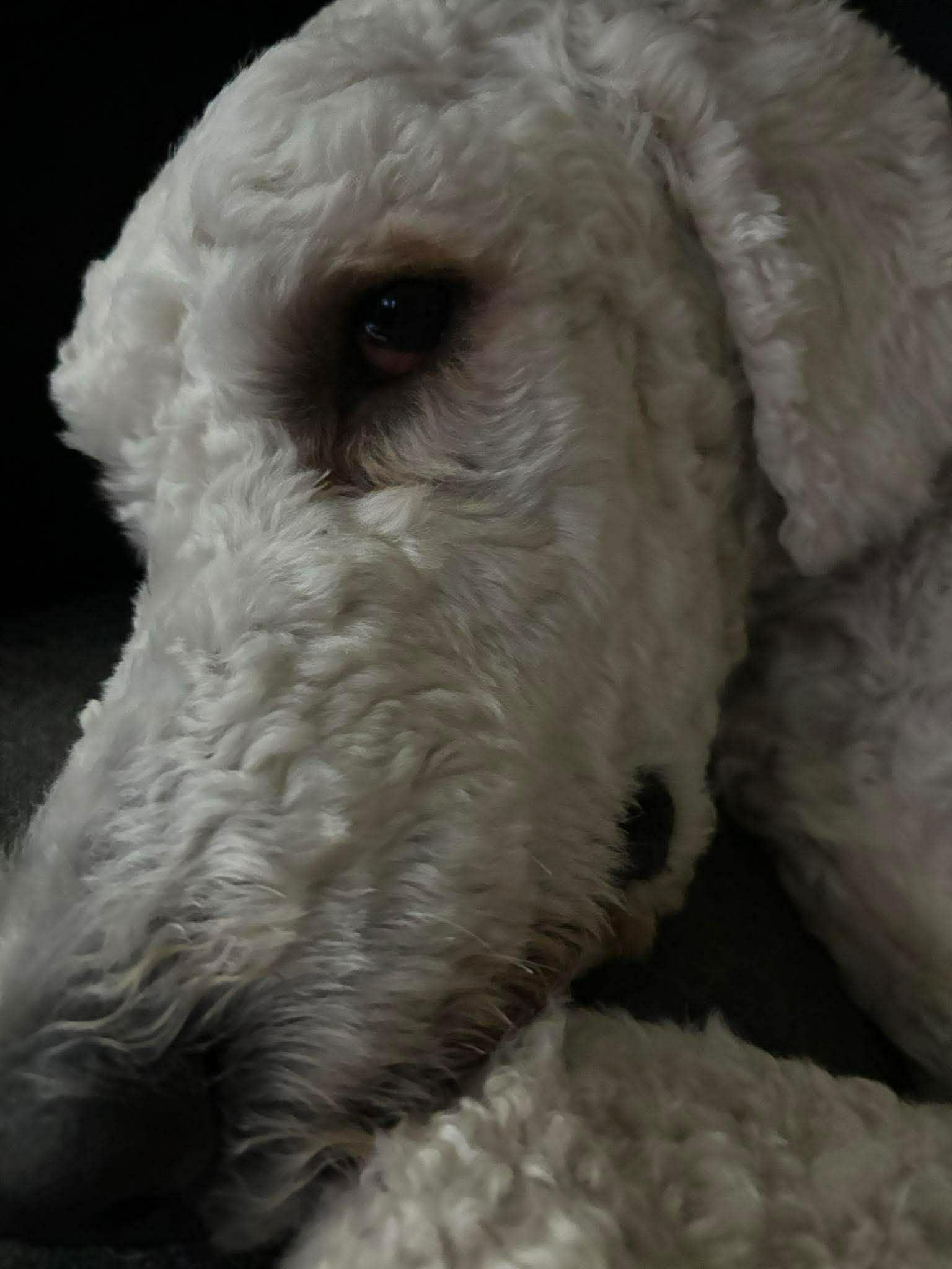 Enlarge Gucci, a ADOPTABLE Standard Poodle in Pointe-Claire, QC image 2/4