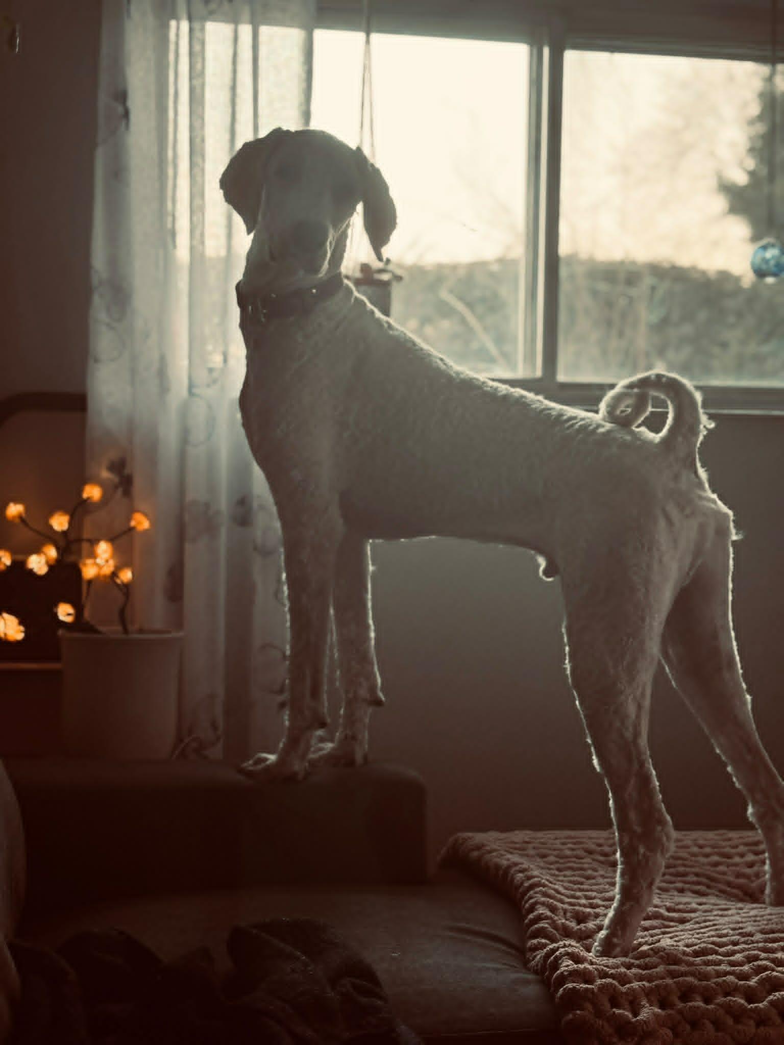 Enlarge Gucci, a ADOPTABLE Standard Poodle in Pointe-Claire, QC image 3/4