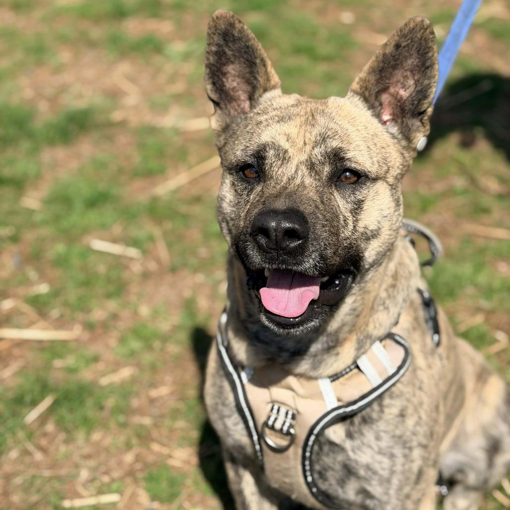 Rozanov, Adoptable, Adult Male Mixed Breed.