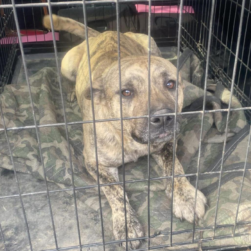 Rozanov, a Adoptable Mixed Breed in Huntington, WV image 2/6