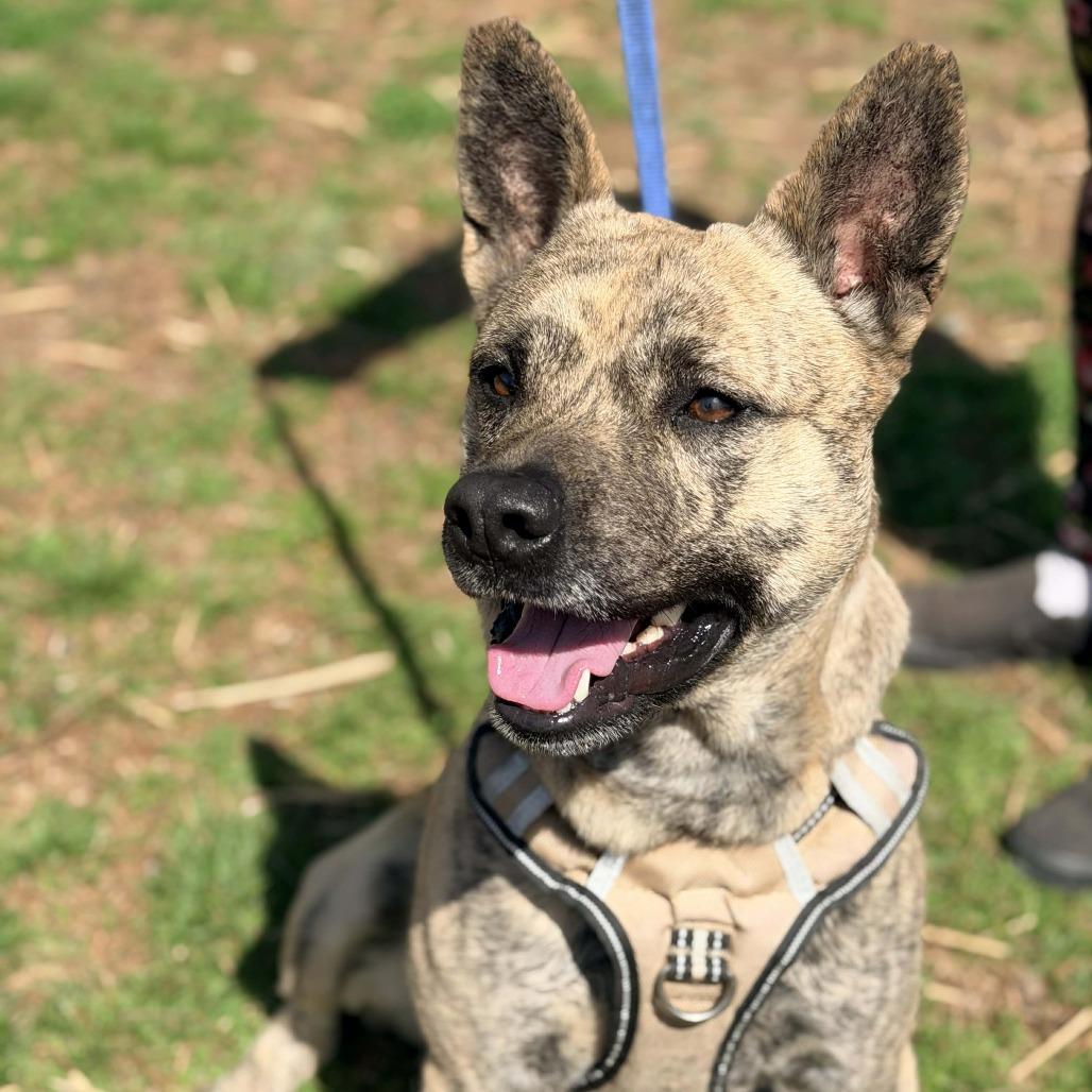 Rozanov, a Adoptable Mixed Breed in Huntington, WV image 3/6
