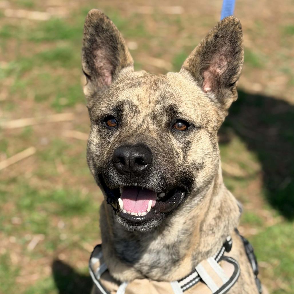 Rozanov, a Adoptable Mixed Breed in Huntington, WV image 4/6