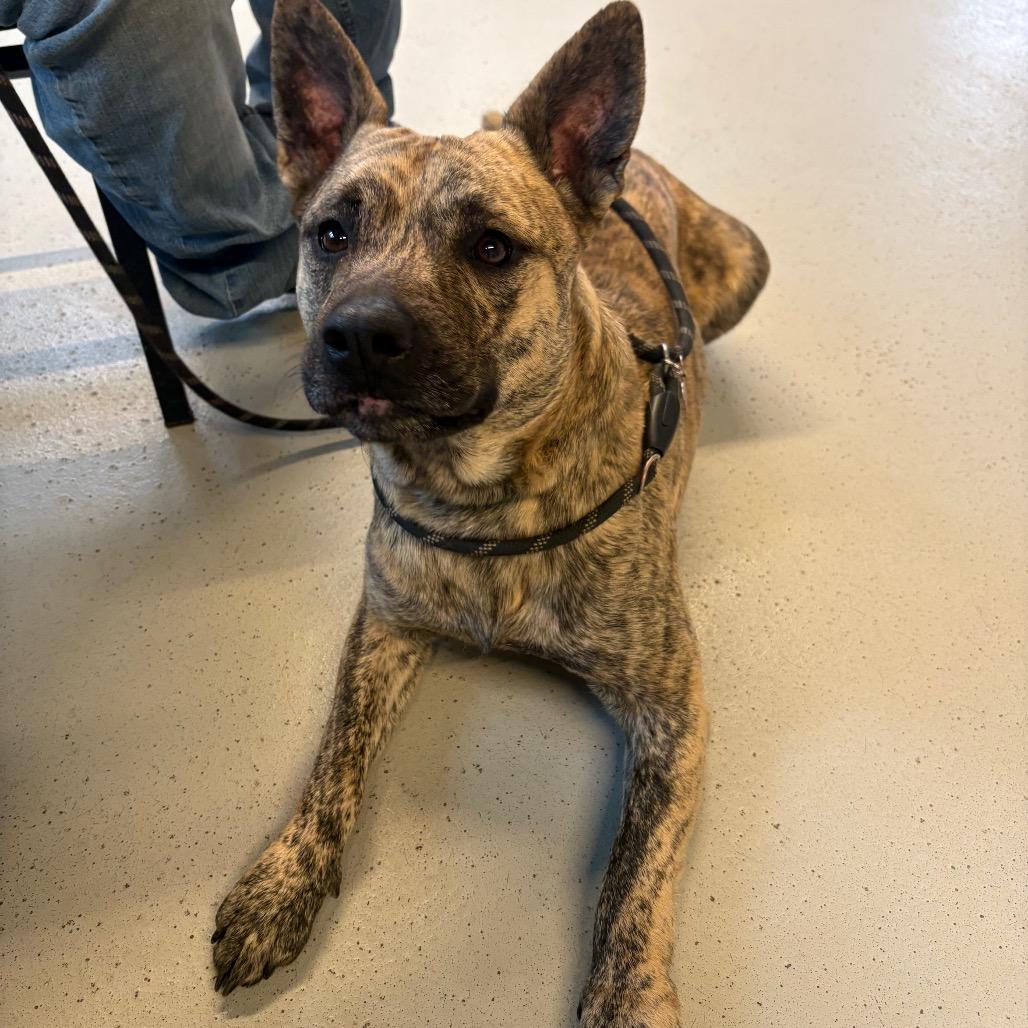 Rozanov, a Adoptable Mixed Breed in Huntington, WV image 5/6