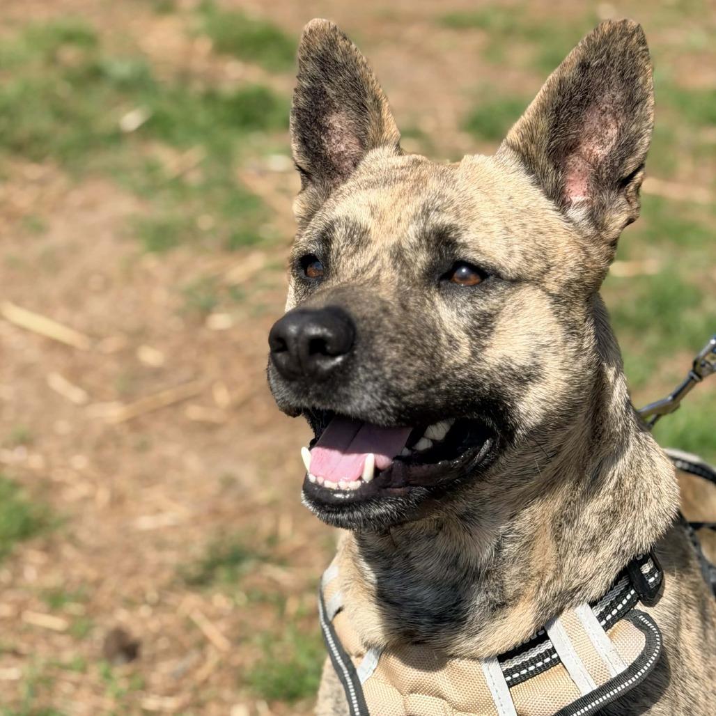 Rozanov, a Adoptable Mixed Breed in Huntington, WV image 6/6