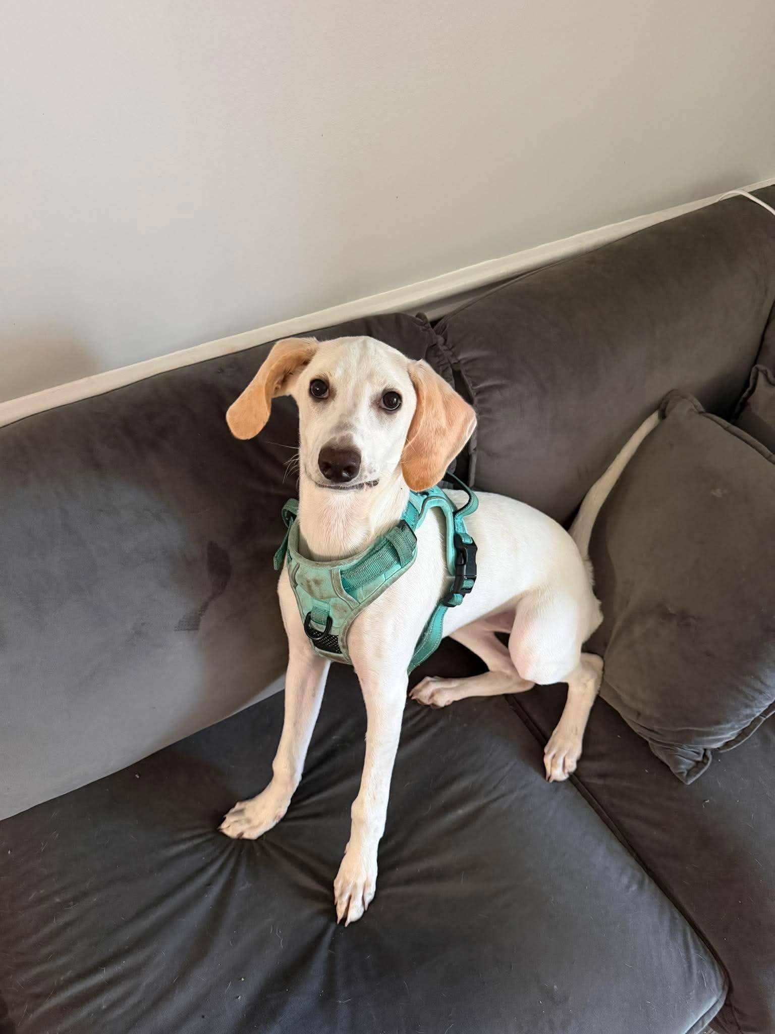 Enlarge Lace, a Adoptable Foxhound in Holly Springs, NC image 1/3
