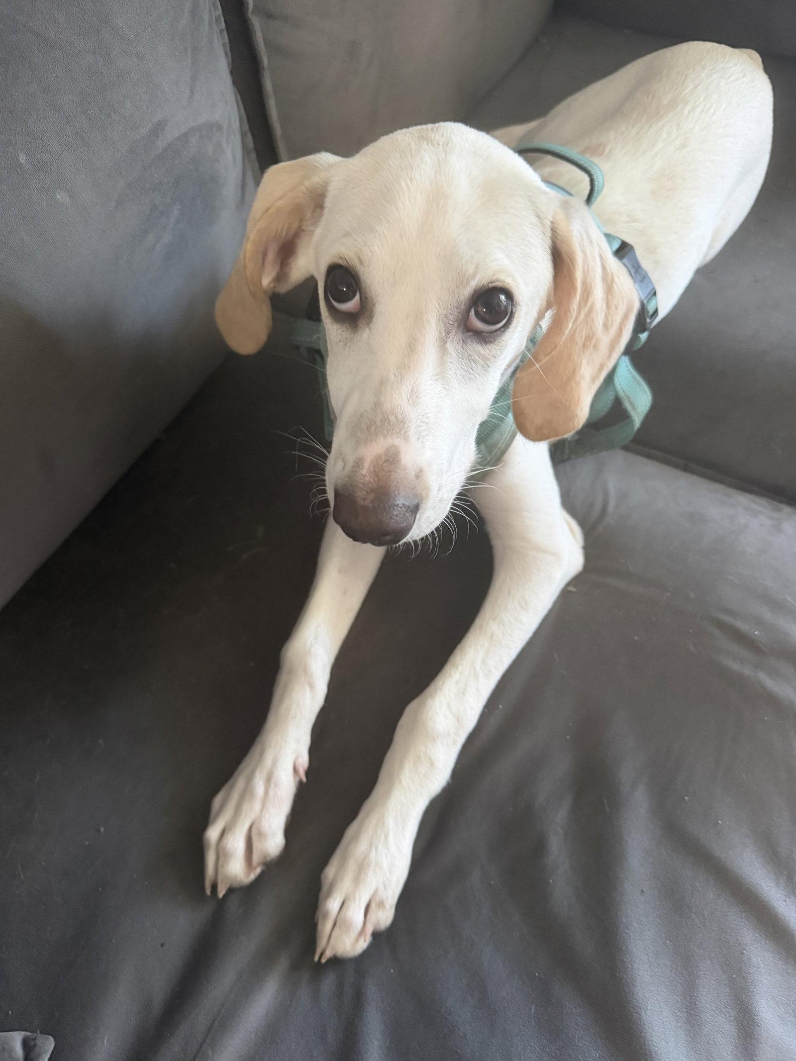 Enlarge Lace, a Adoptable Foxhound in Holly Springs, NC image 2/3