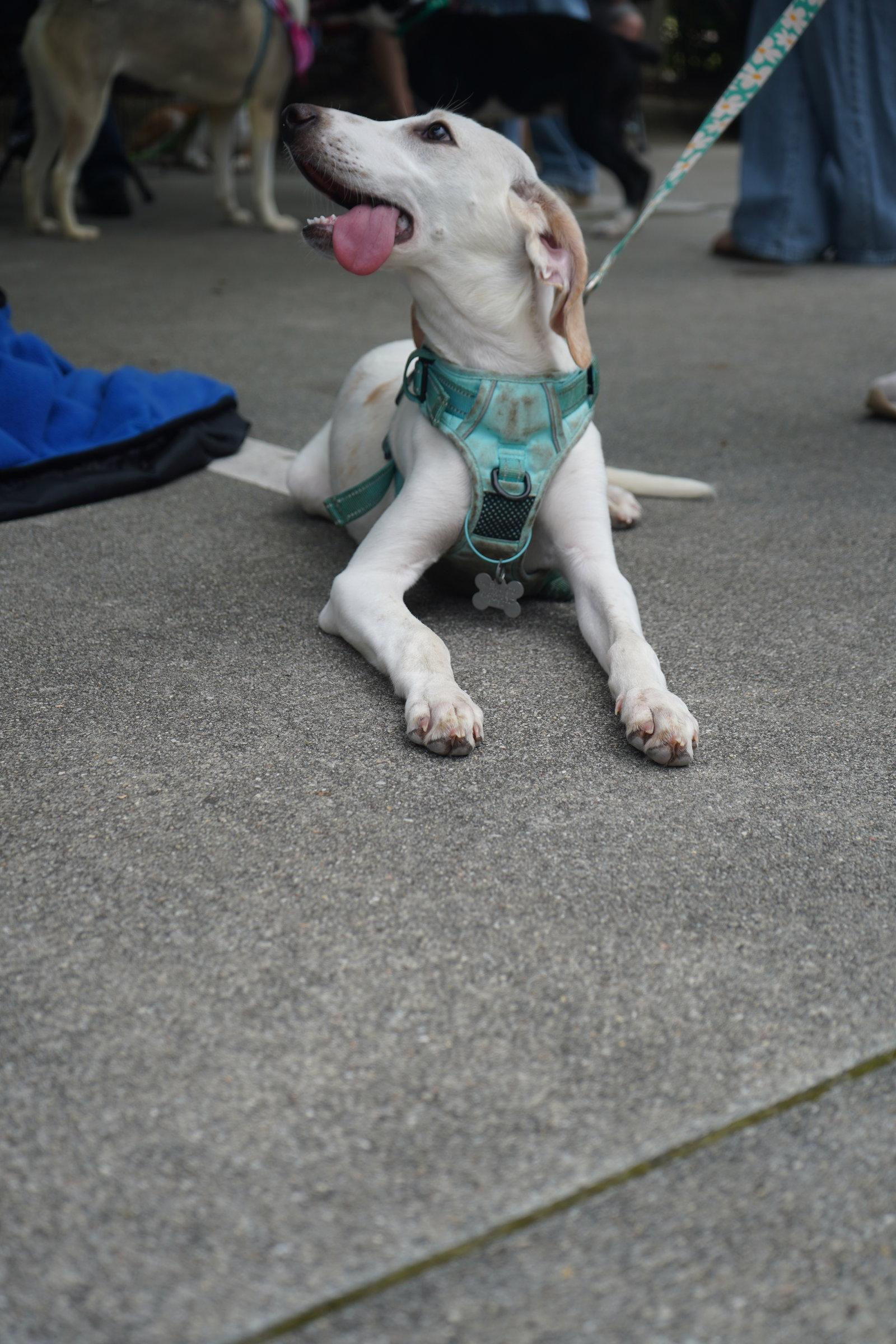 Enlarge Lace, a Adoptable Foxhound in Holly Springs, NC image 3/3