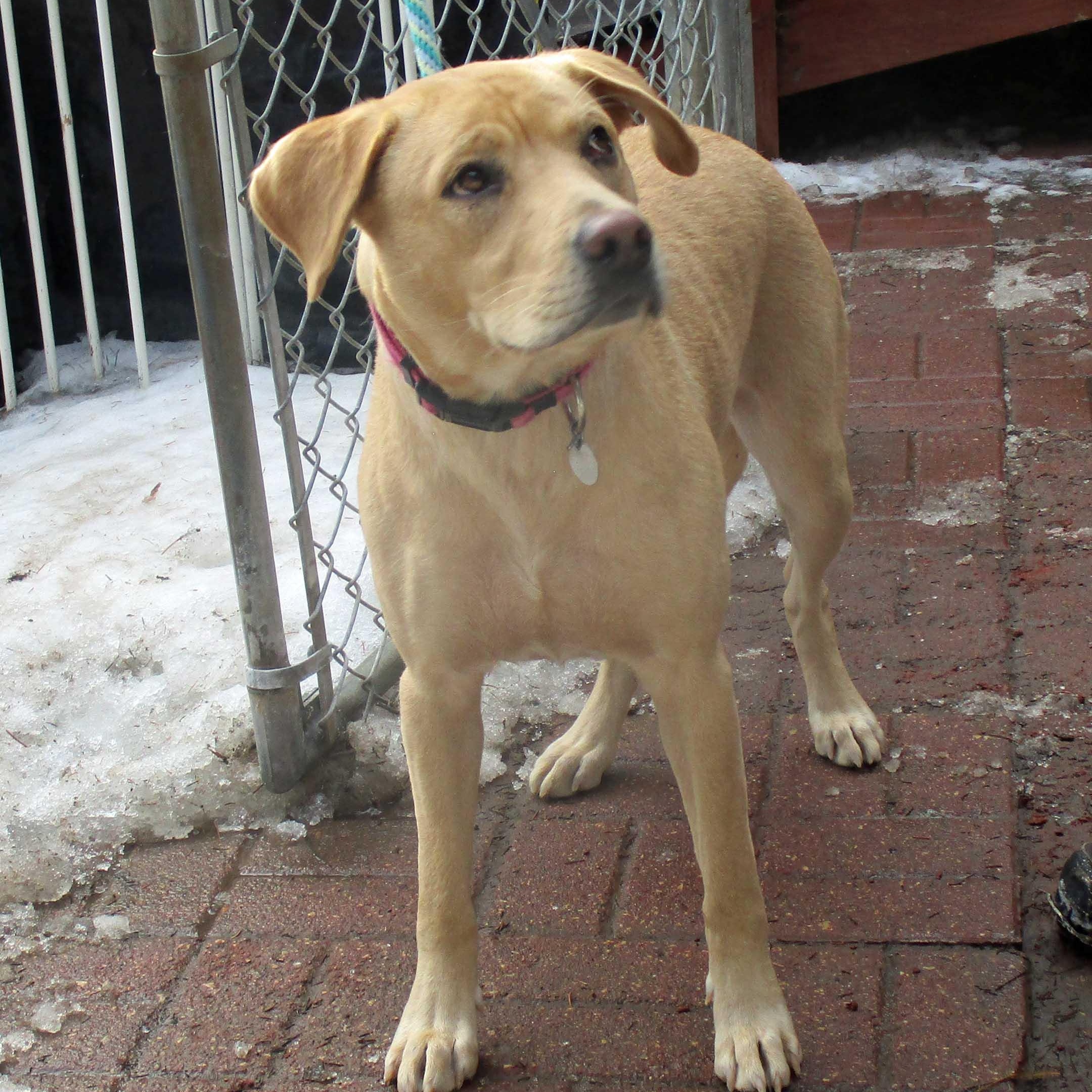Celena - NEED FOSTER, a ADOPTABLE mixed breed in White Bear Lake, MN image 5/6