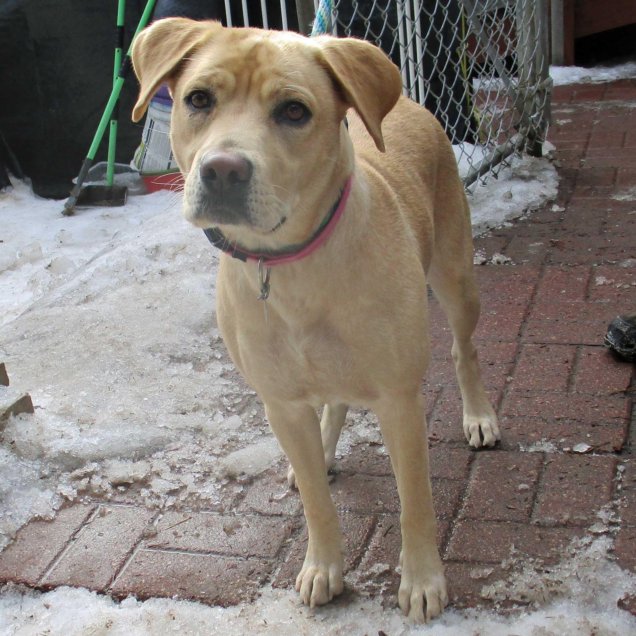 Celena - NEED FOSTER, ADOPTABLE, Young Female Yellow Labrador Retriever.