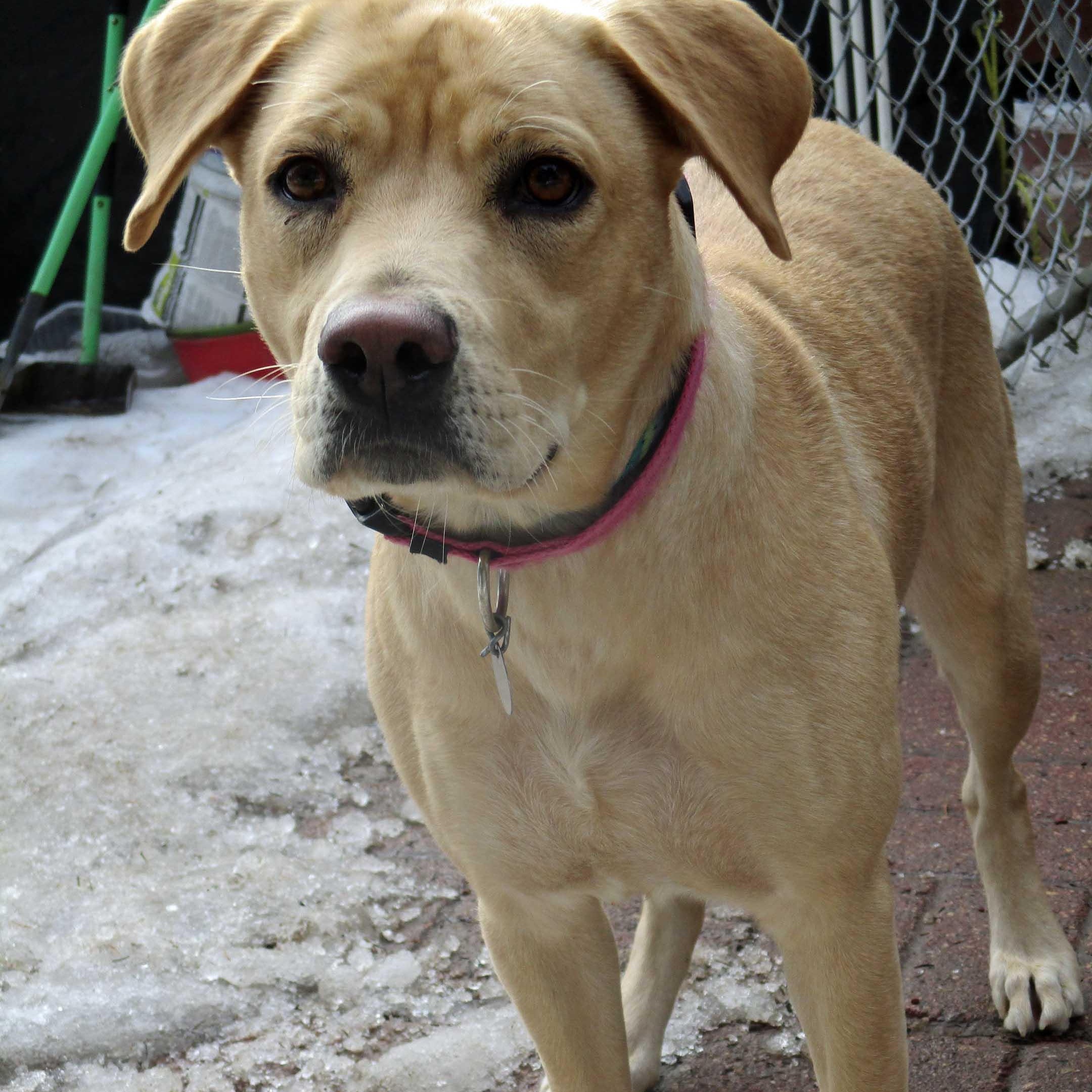 Celena - NEED FOSTER, a ADOPTABLE mixed breed in White Bear Lake, MN image 3/6