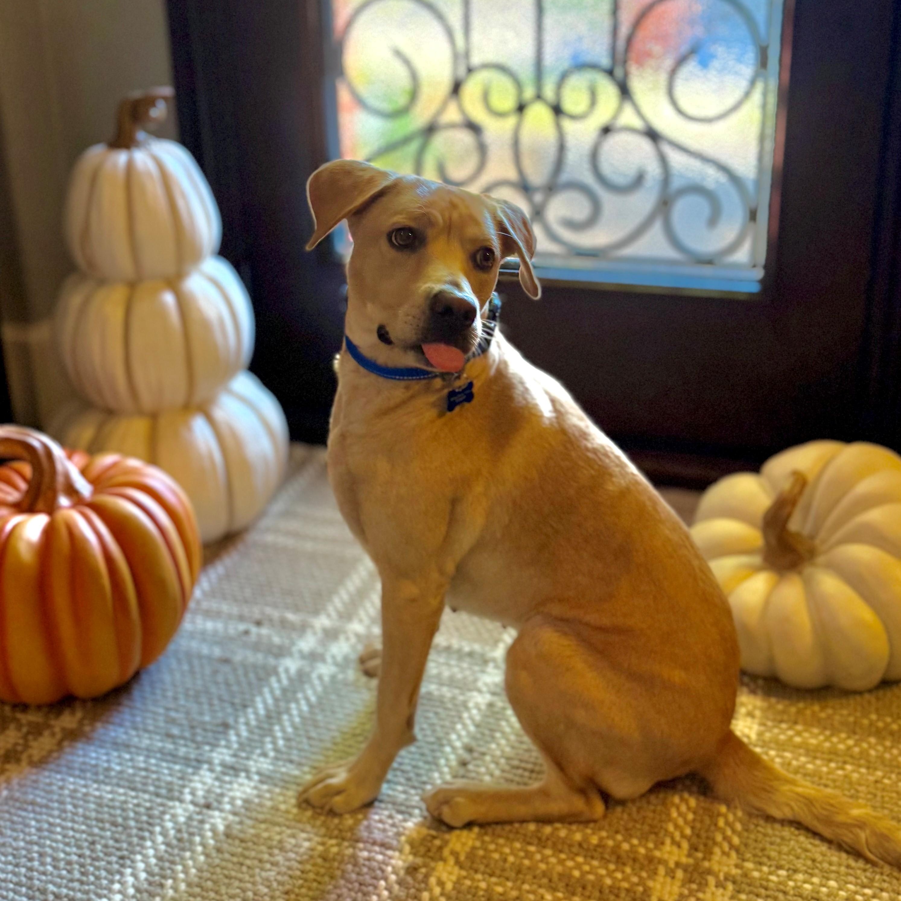 Celena - NEED FOSTER, a ADOPTABLE mixed breed in White Bear Lake, MN image 6/6