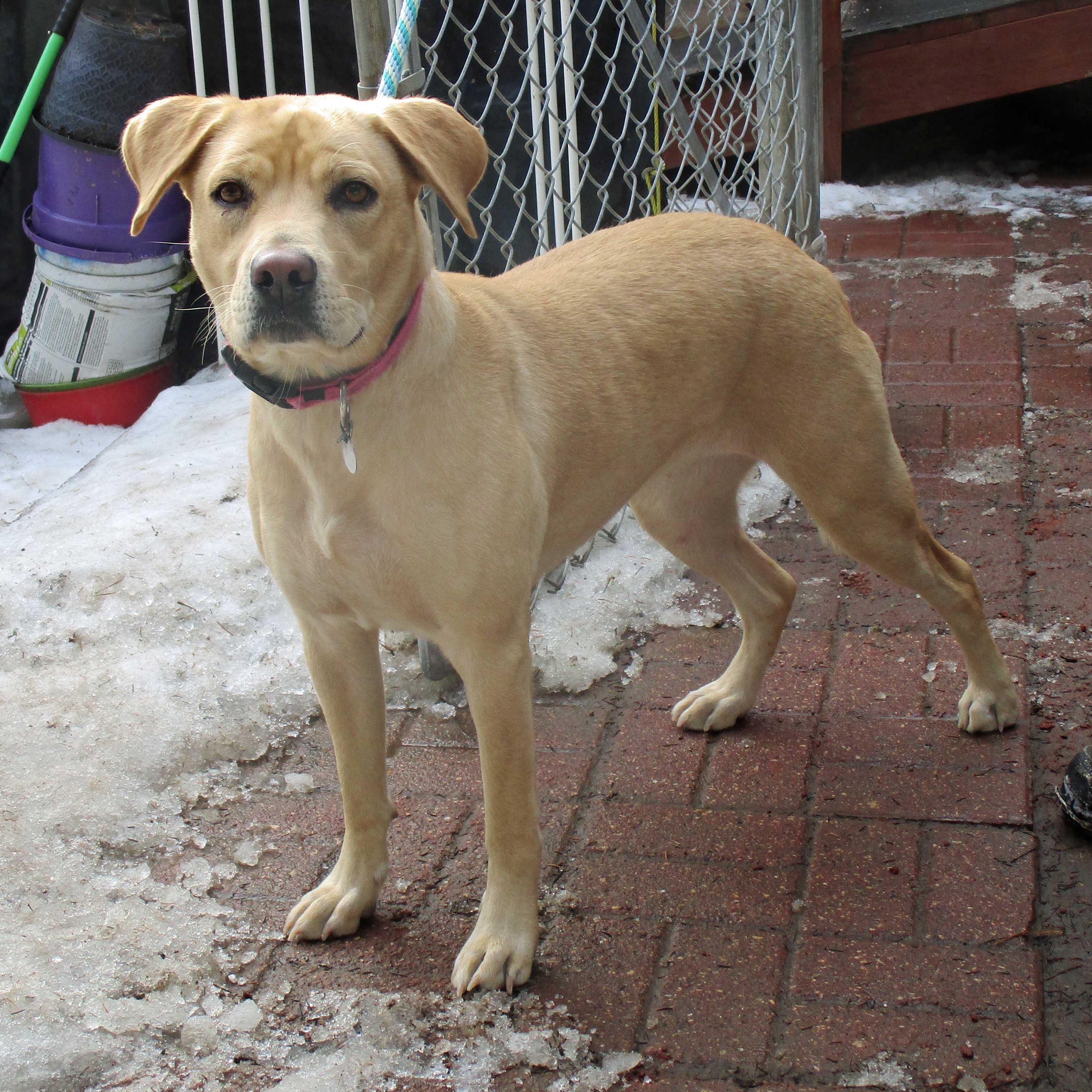 Celena - NEED FOSTER, a ADOPTABLE mixed breed in White Bear Lake, MN image 4/6