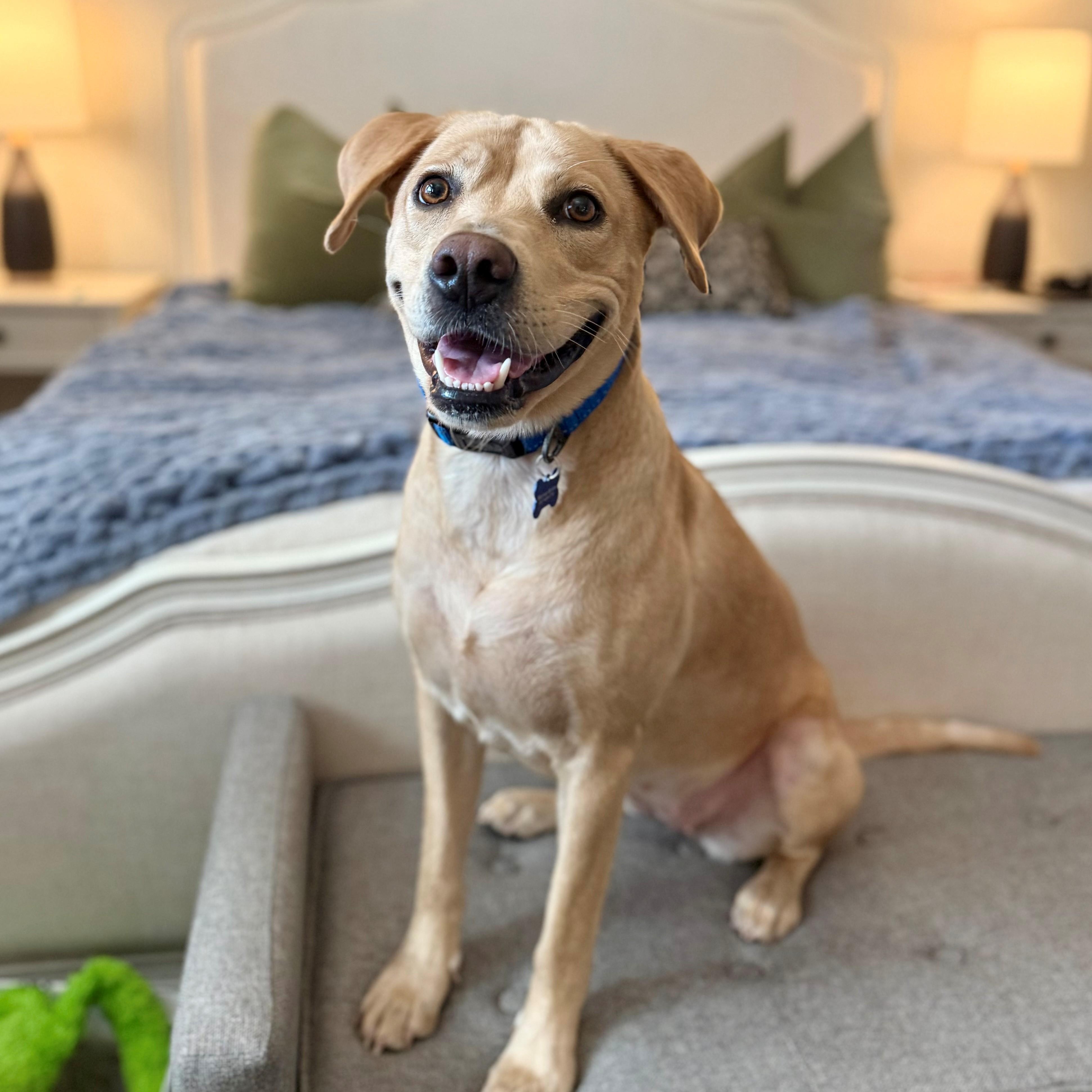 Celena - NEED FOSTER, a ADOPTABLE mixed breed in White Bear Lake, MN image 2/6