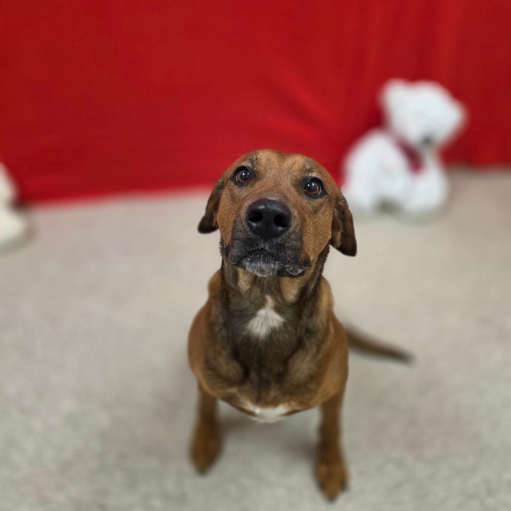 Lacey, Adoptable, Adult Female Hound.