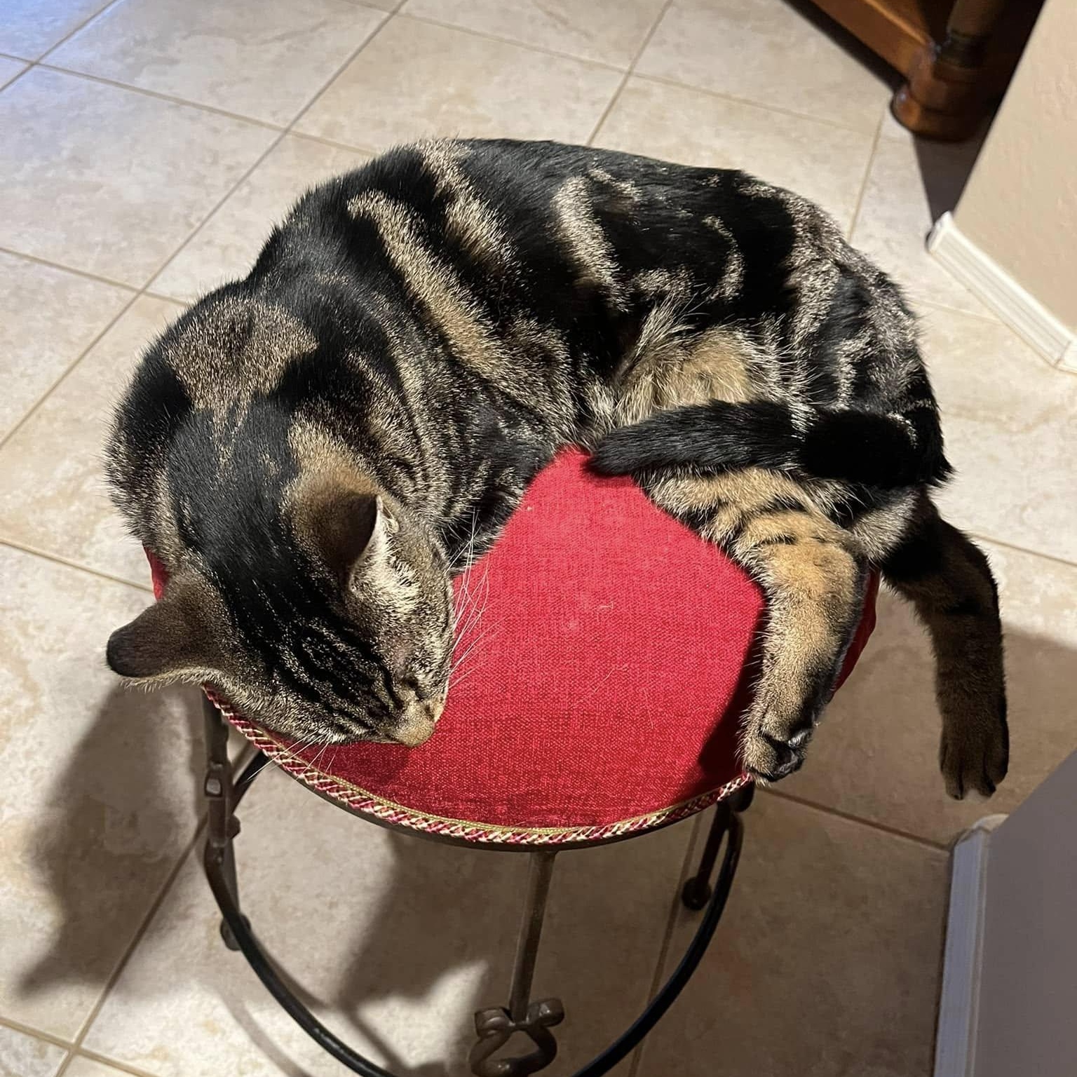 Shelby, a ADOPTABLE Domestic Short Hair in Queen Creek, AZ image 2/4