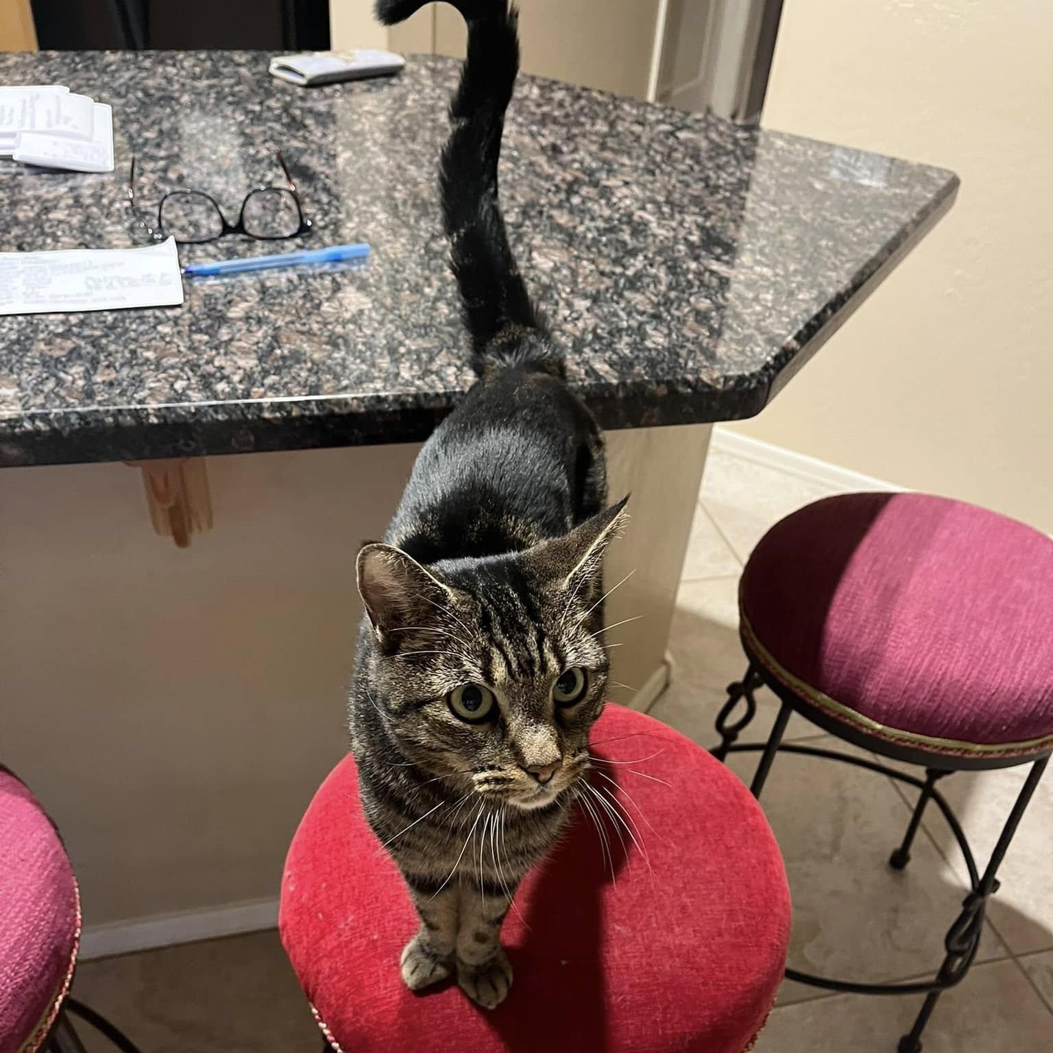 Shelby, a ADOPTABLE Domestic Short Hair in Queen Creek, AZ image 4/4