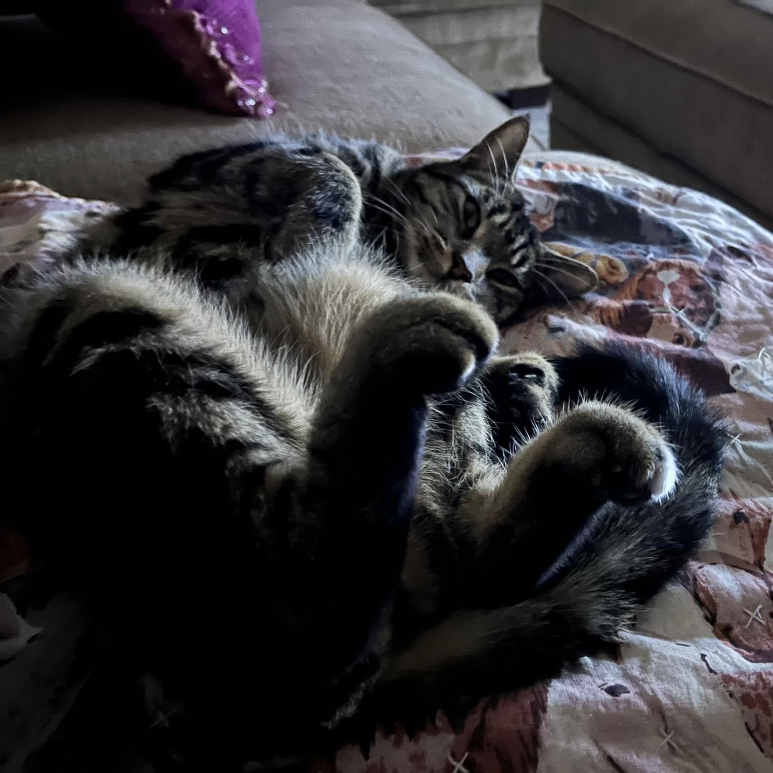 Shelby, a ADOPTABLE Domestic Short Hair in Queen Creek, AZ image 3/4