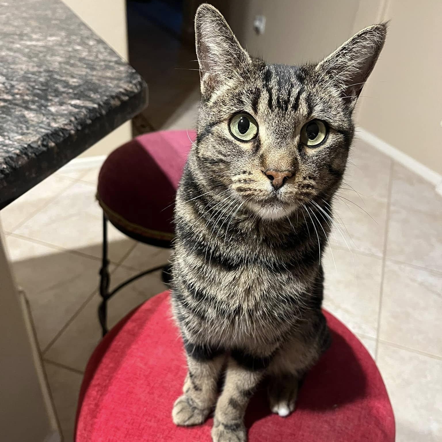 Shelby, ADOPTABLE, Adult Female Domestic Short Hair.