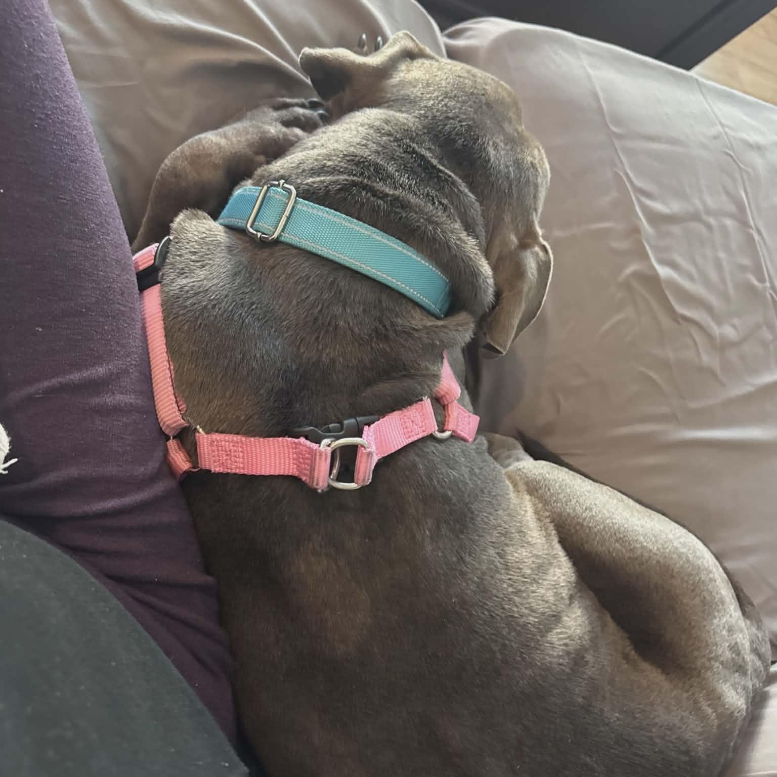 Enlarge Belle ~ sponsored adoption fee , a ADOPTABLE Pit Bull Terrier in Plainfield, IL image 3/4