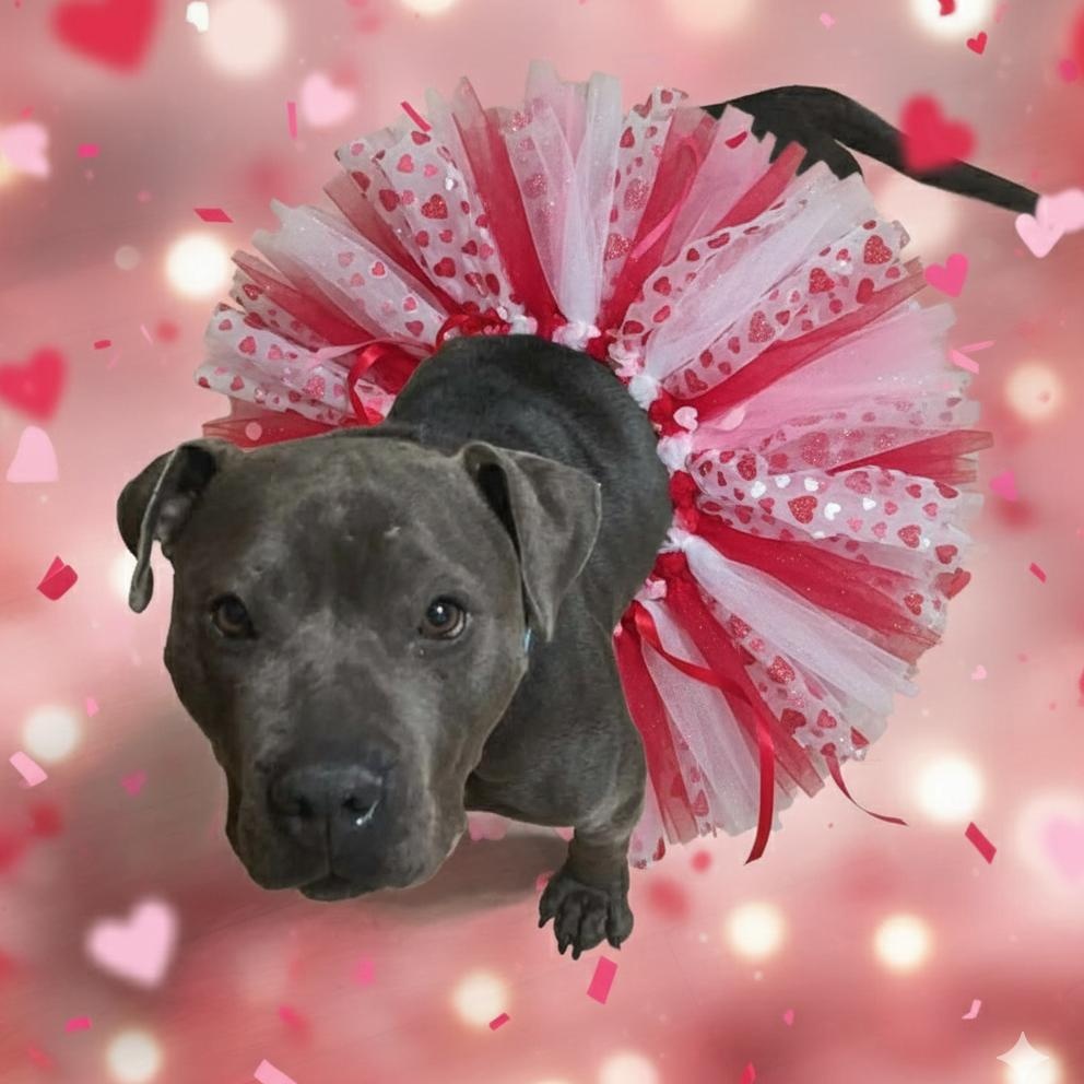 Belle ~ sponsored adoption fee , ADOPTABLE, Adult Female Pit Bull Terrier.
