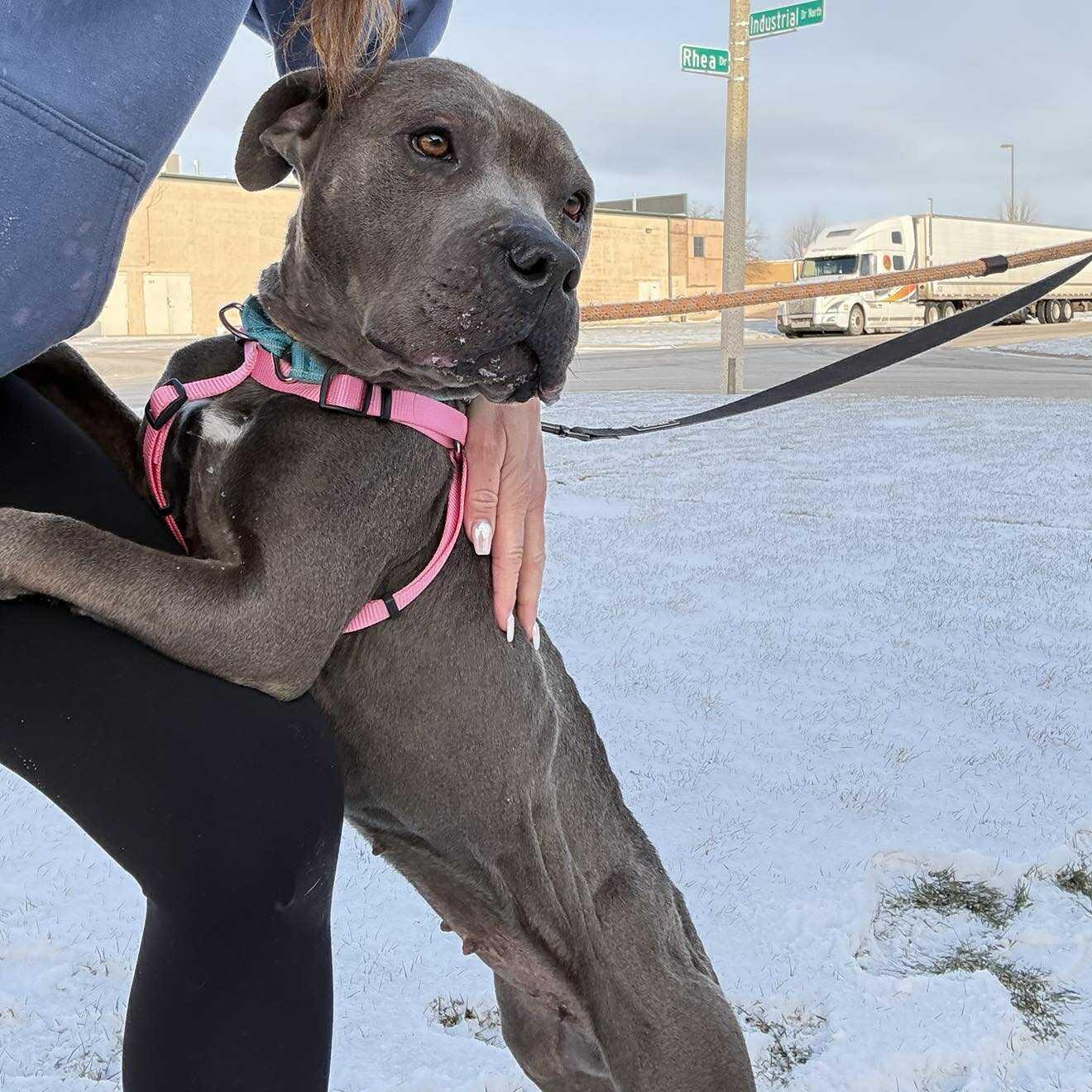 Enlarge Belle ~ sponsored adoption fee , a ADOPTABLE Pit Bull Terrier in Plainfield, IL image 2/4