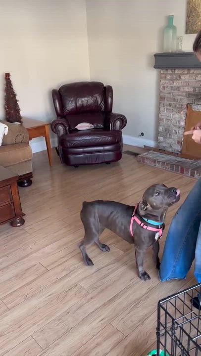 Enlarge Belle ~ sponsored adoption fee , a ADOPTABLE Pit Bull Terrier in Plainfield, IL video 4/4