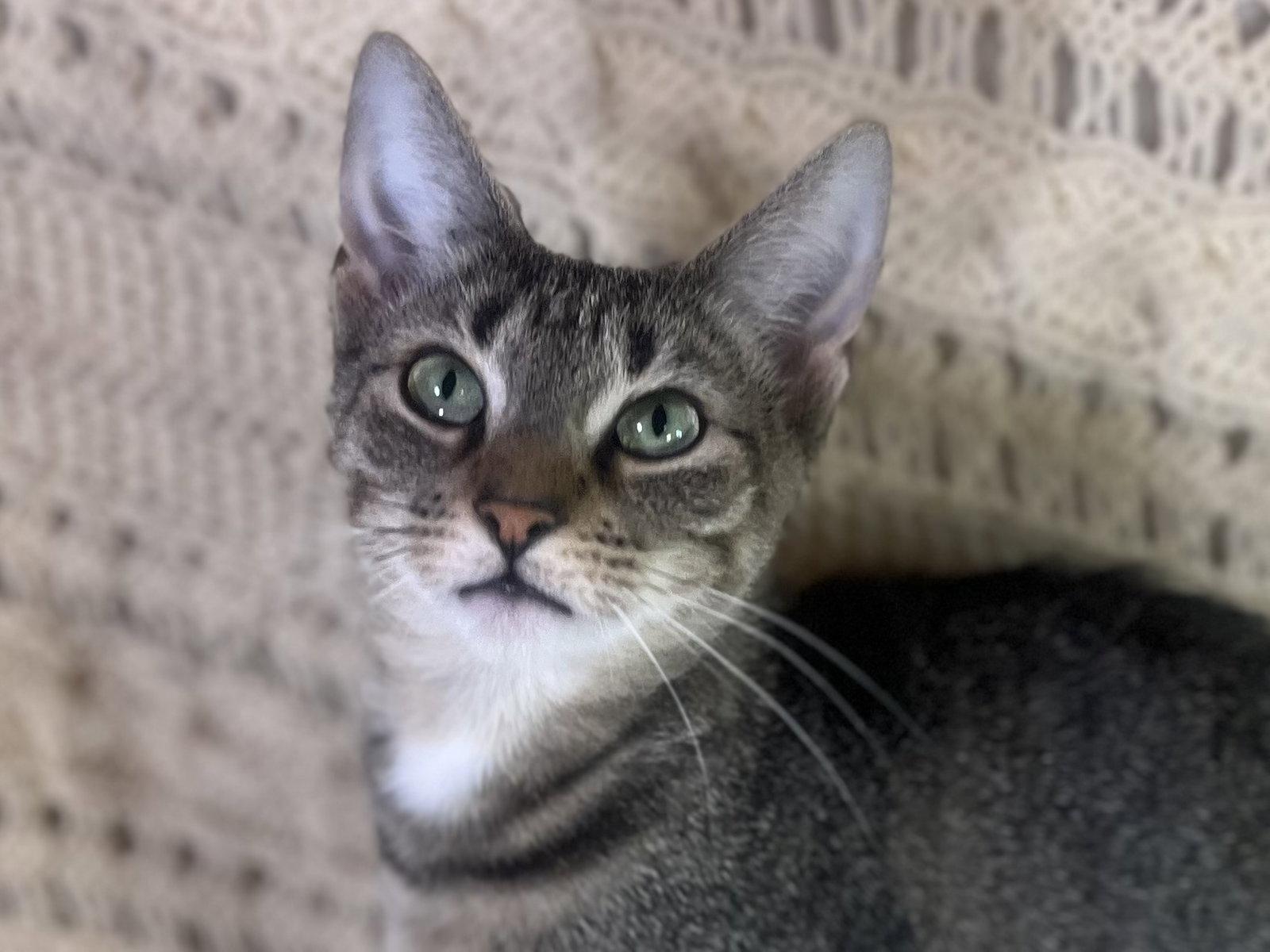 Mabel - ADOPT ME FOR $25!, Adoptable, Adult Female Abyssinian & Domestic Short Hair.