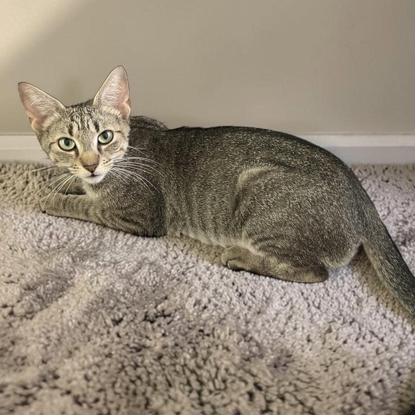 Mabel - MEET ME @ PETCO 7/11!, Adoptable, Adult Female Abyssinian & Domestic Short Hair.