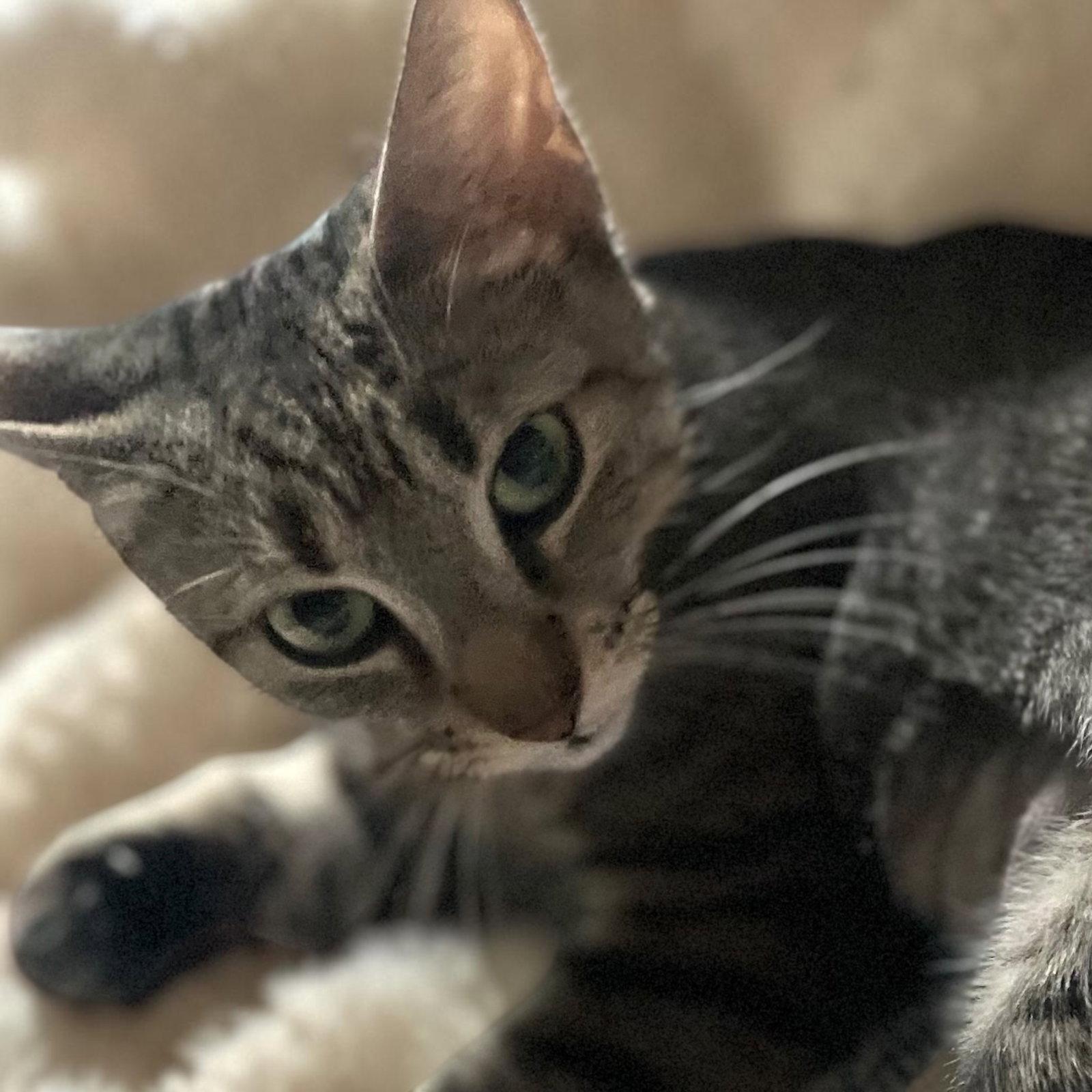 Enlarge Mabel - MEET ME @ PETCO 7/11!, a Adoptable mixed breed in Cookeville, TN image 2/3