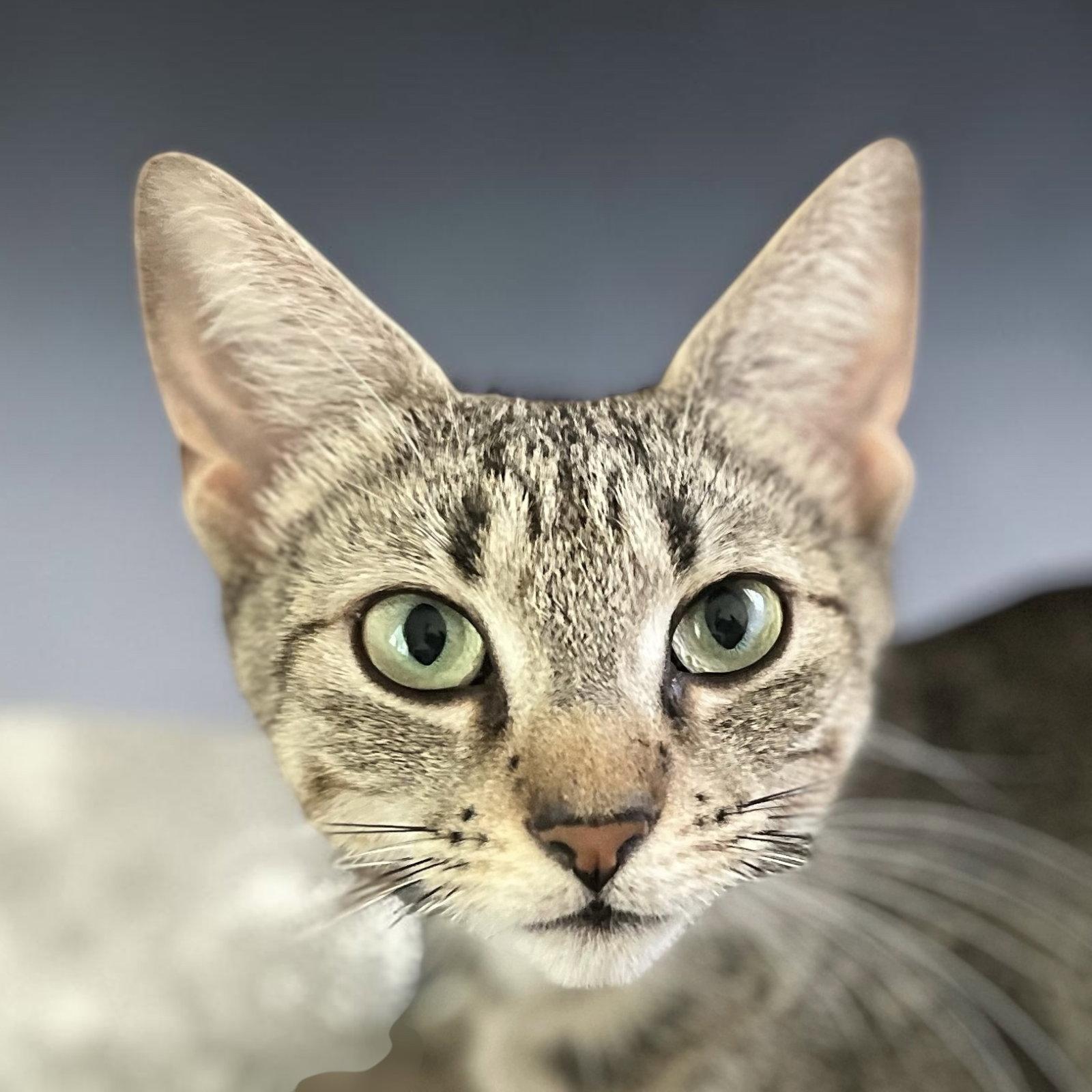 Enlarge Mabel - MEET ME @ PETCO 7/11!, a Adoptable mixed breed in Cookeville, TN image 3/3
