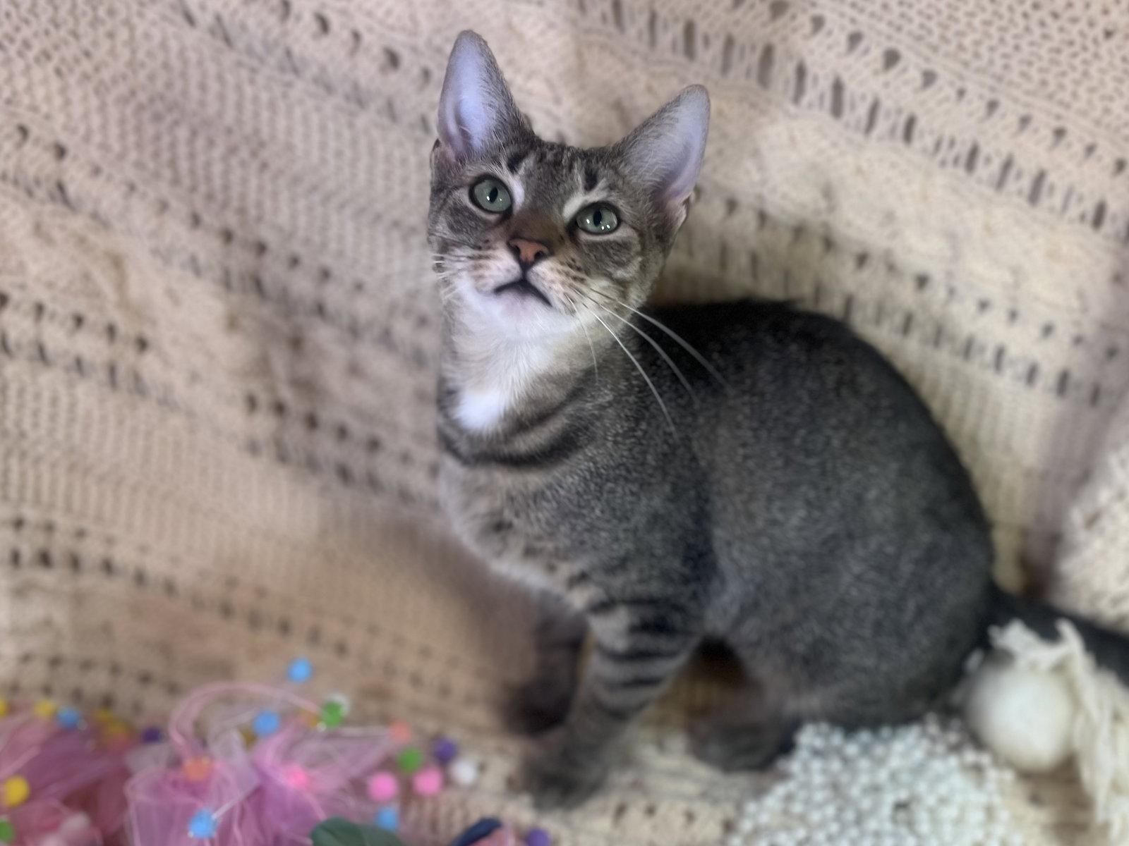 Mabel - ADOPT ME FOR $25!, a Adoptable mixed breed in Cookeville, TN image 3/3