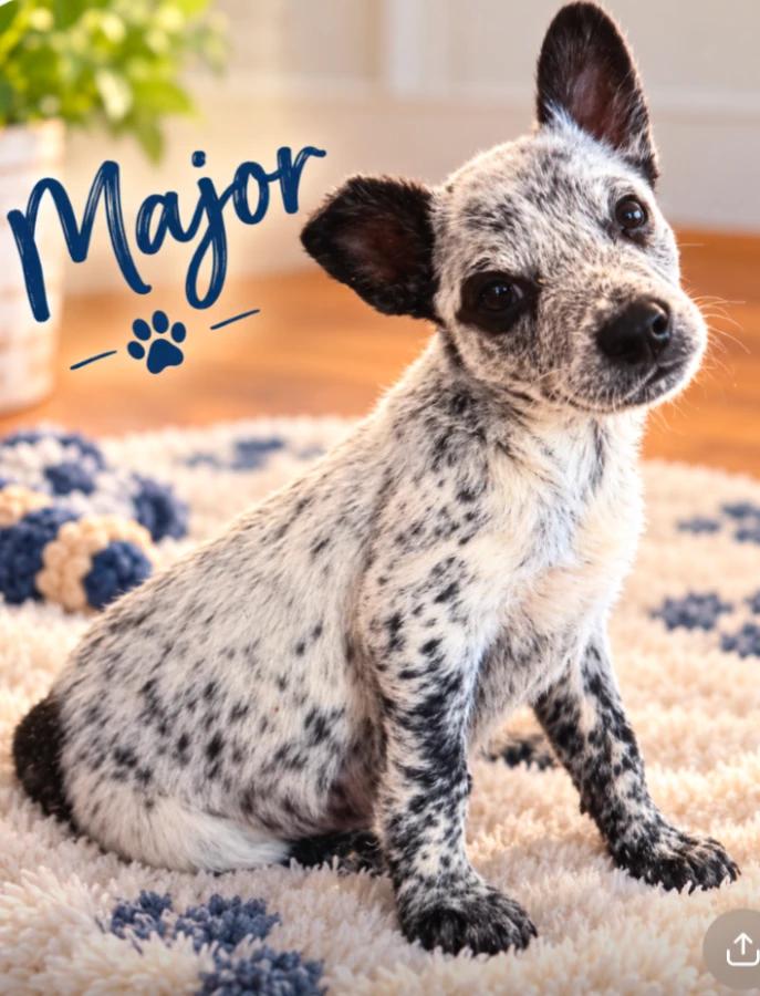 Major, Adoptable, Puppy Male Australian Cattle Dog / Blue Heeler.