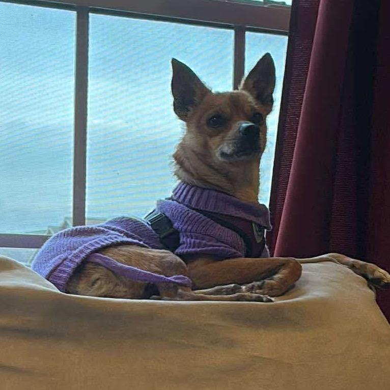 Faun, Adoptable, Adult Female Chihuahua.