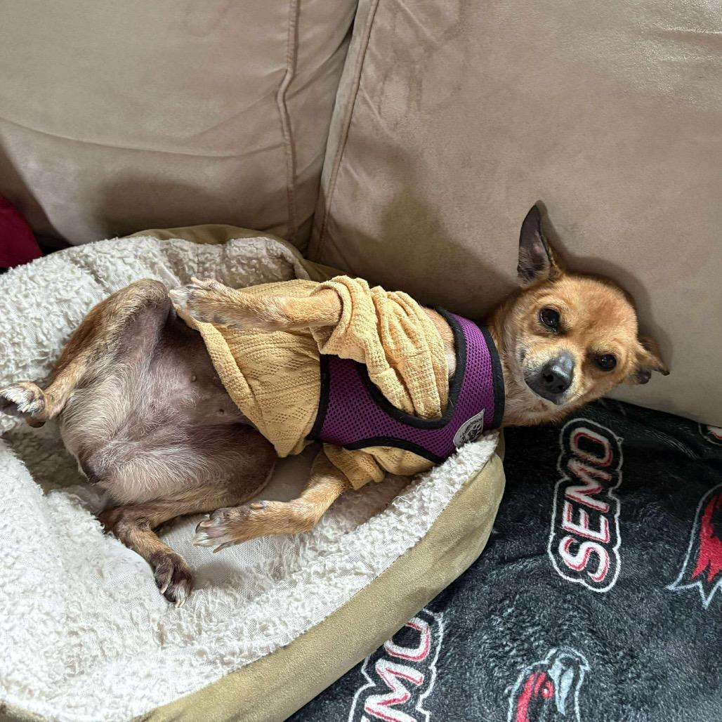 Faun, a Adoptable Chihuahua in Jackson, MO image 2/6