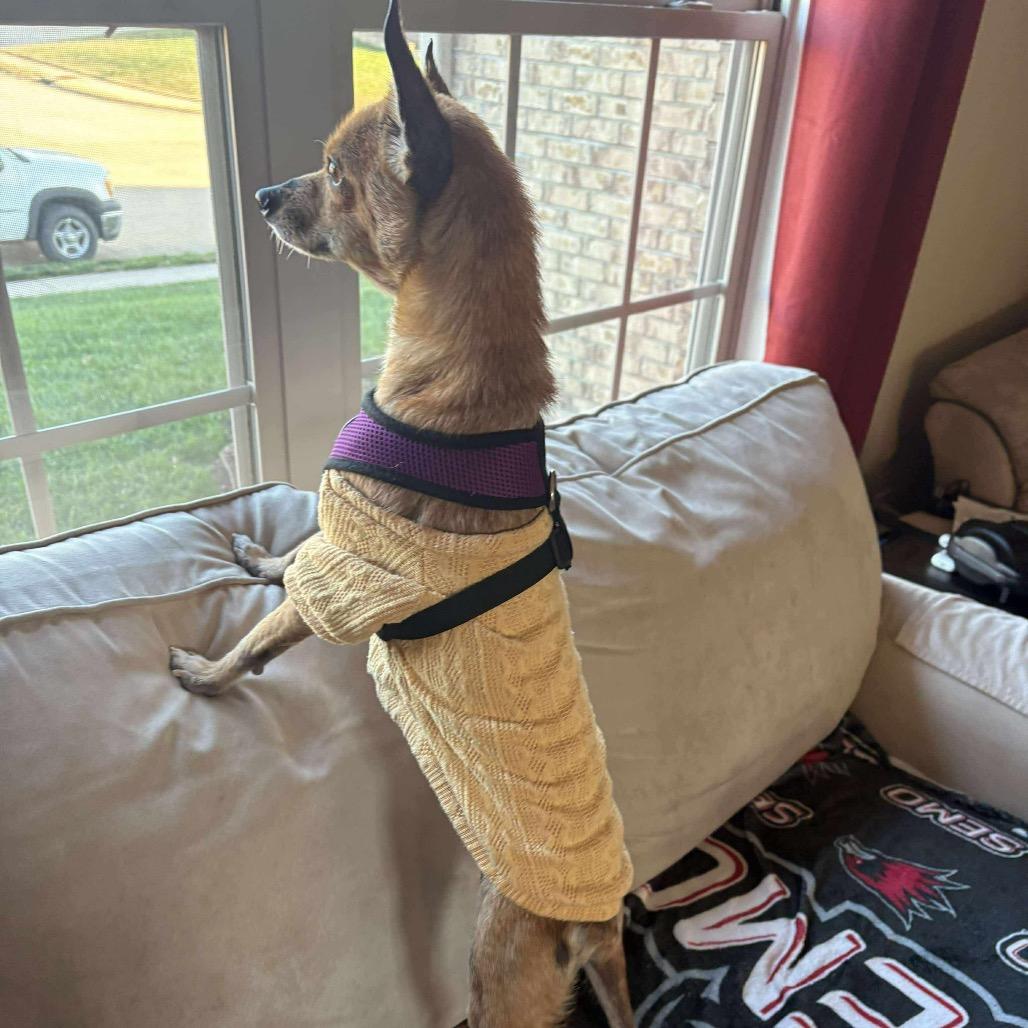 Faun, a Adoptable Chihuahua in Jackson, MO image 3/6