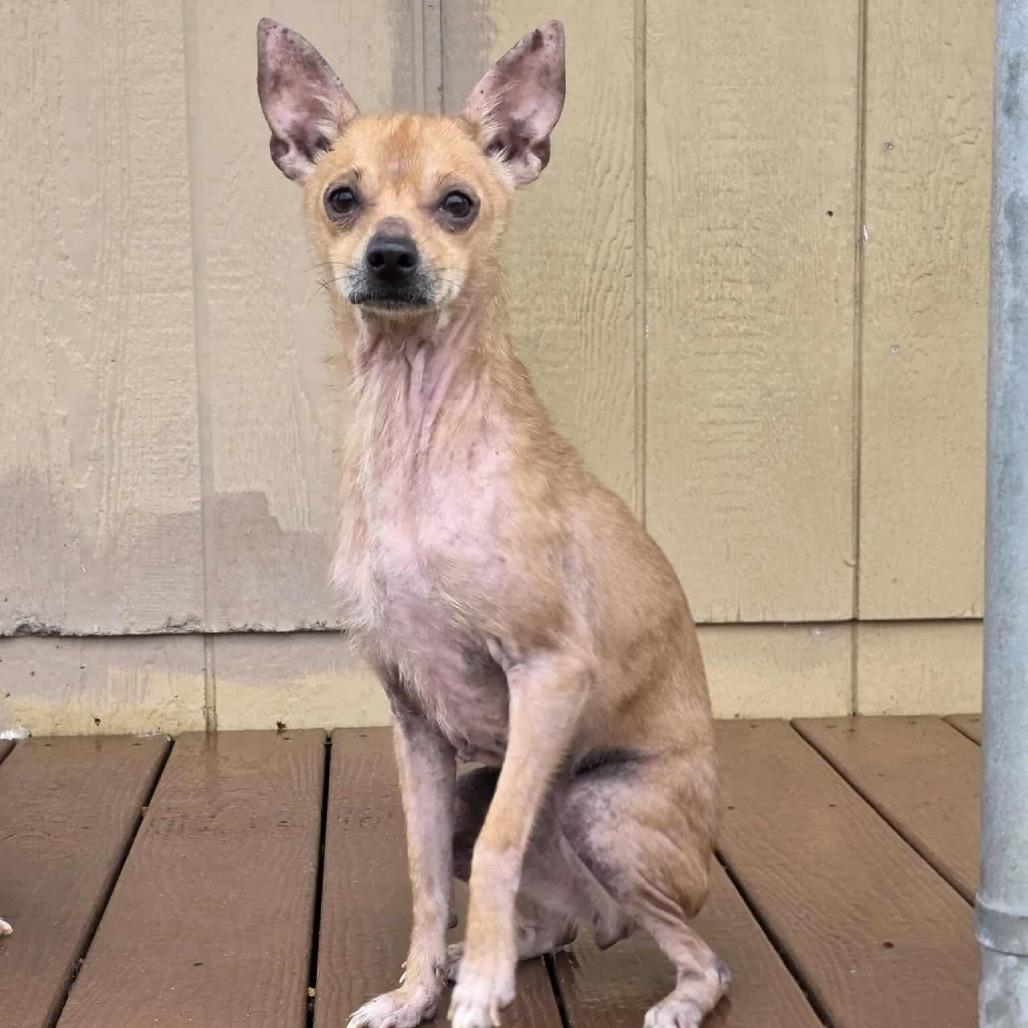 Faun, a Adoptable Chihuahua in Jackson, MO image 4/6