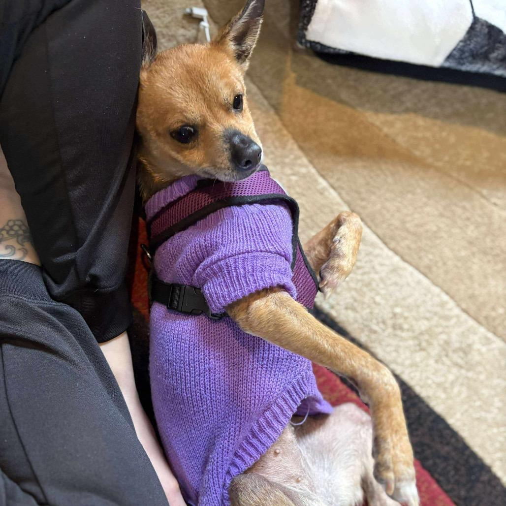 Faun, a Adoptable Chihuahua in Jackson, MO image 5/6