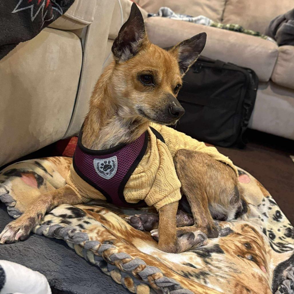 Faun, a Adoptable Chihuahua in Jackson, MO image 6/6