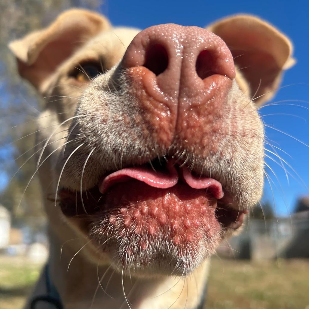 Enlarge Arlo, a Adoptable mixed breed in Louisville, KY image 1/6