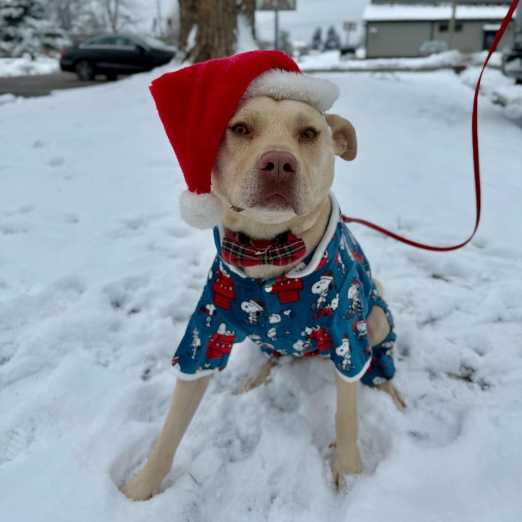 Enlarge Arlo, a Adoptable mixed breed in Louisville, KY image 2/6