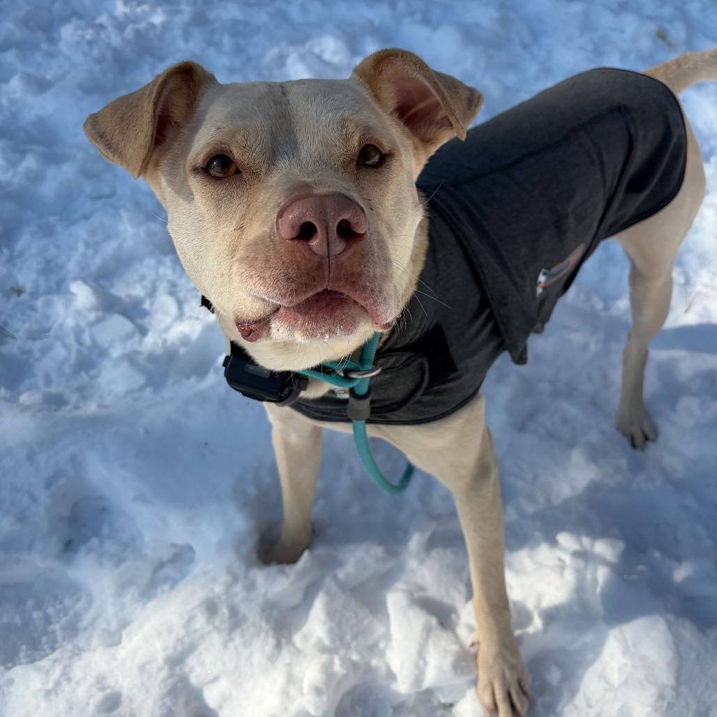 Enlarge Arlo, a Adoptable mixed breed in Louisville, KY image 3/6