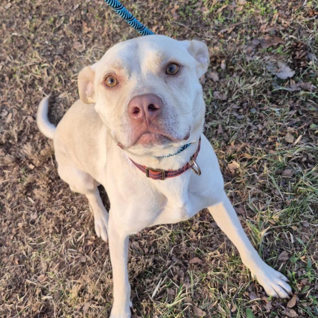 Enlarge Arlo, a Adoptable mixed breed in Louisville, KY image 4/6