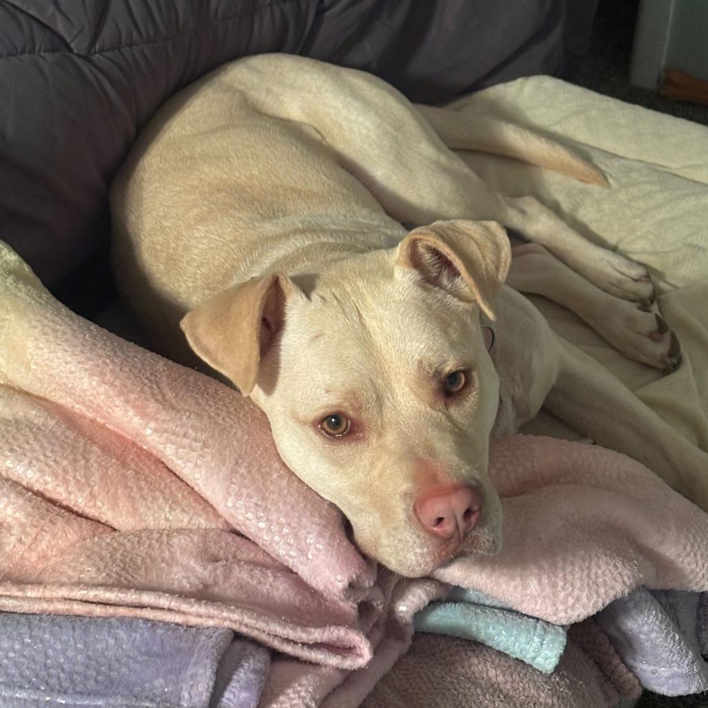 Enlarge Arlo, a Adoptable mixed breed in Louisville, KY image 5/6