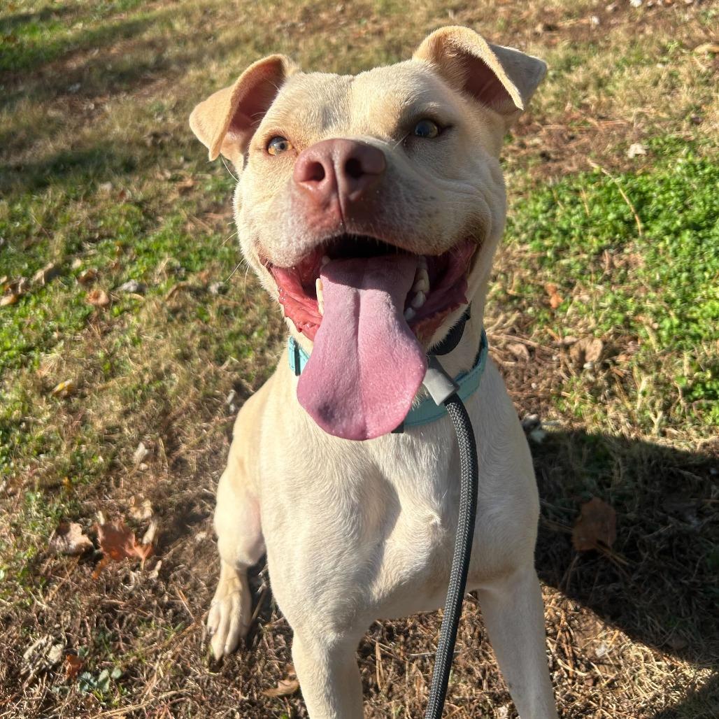 Enlarge Arlo, a Adoptable mixed breed in Louisville, KY image 6/6